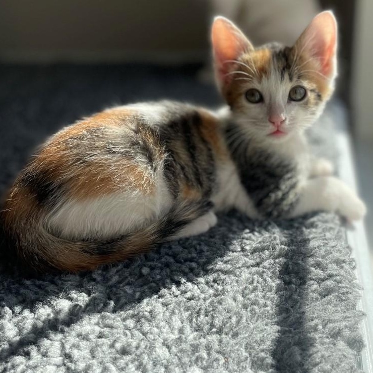 Giggly Vanourek thumbnail 4