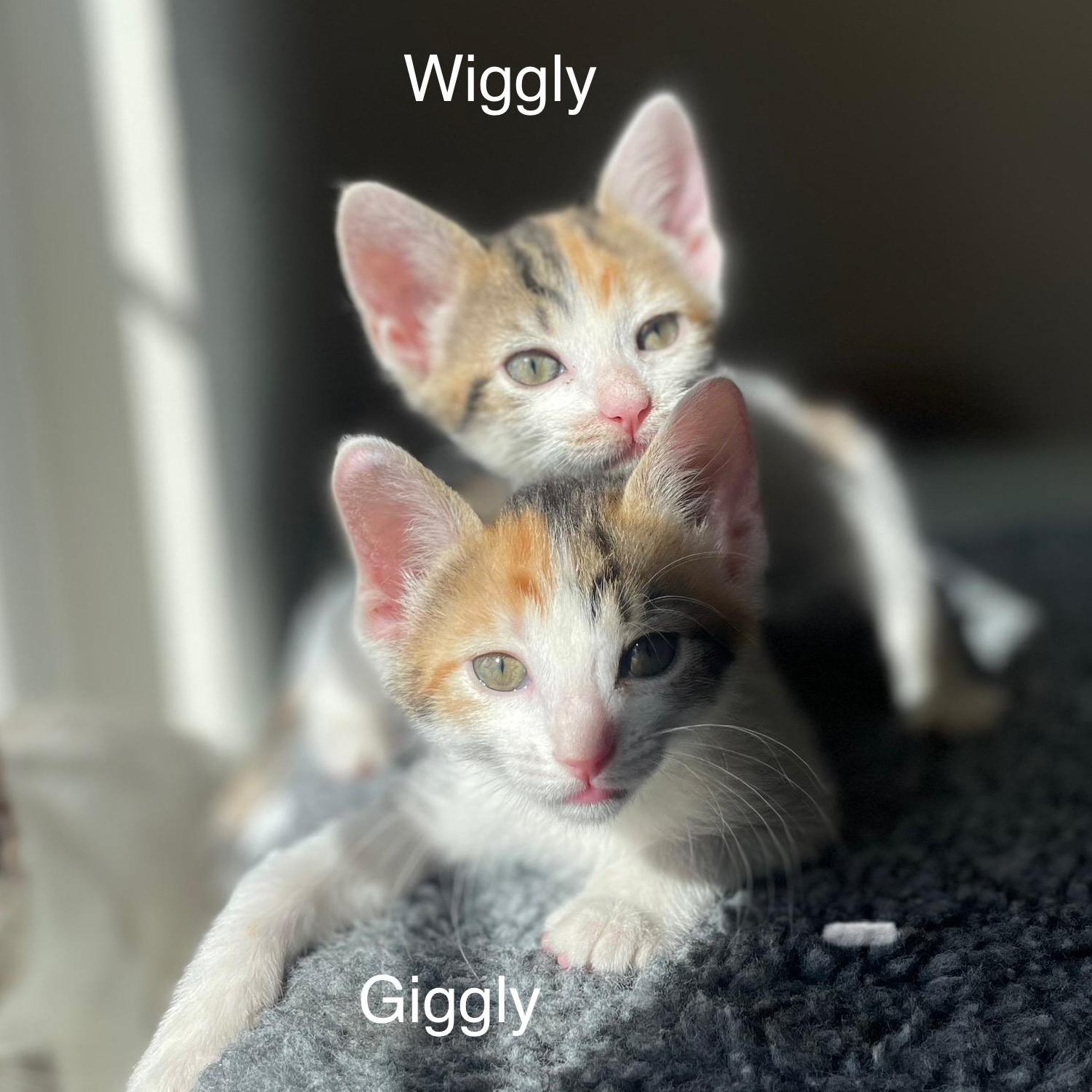 Giggly Vanourek thumbnail 2