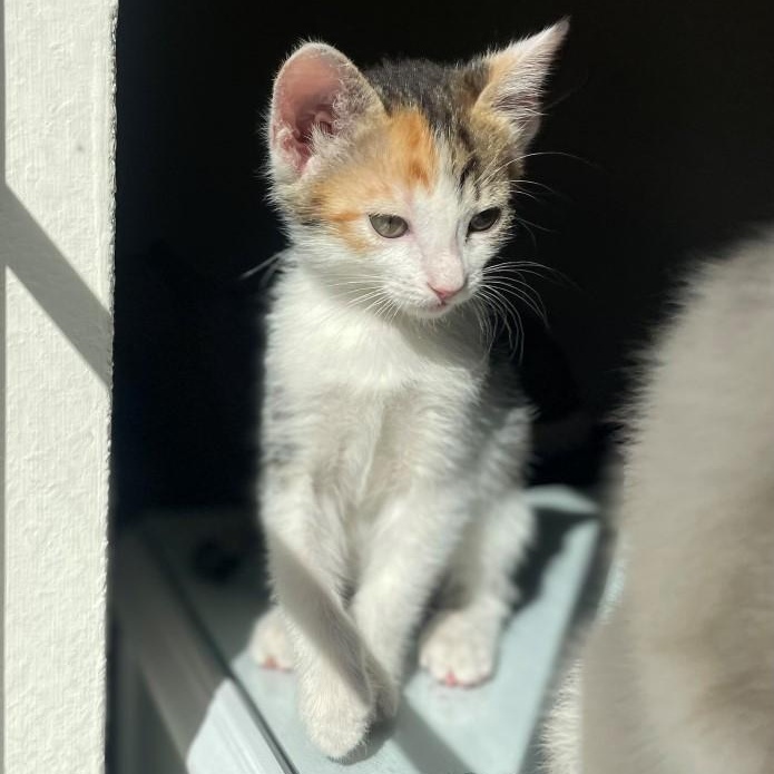 Giggly Vanourek thumbnail 3