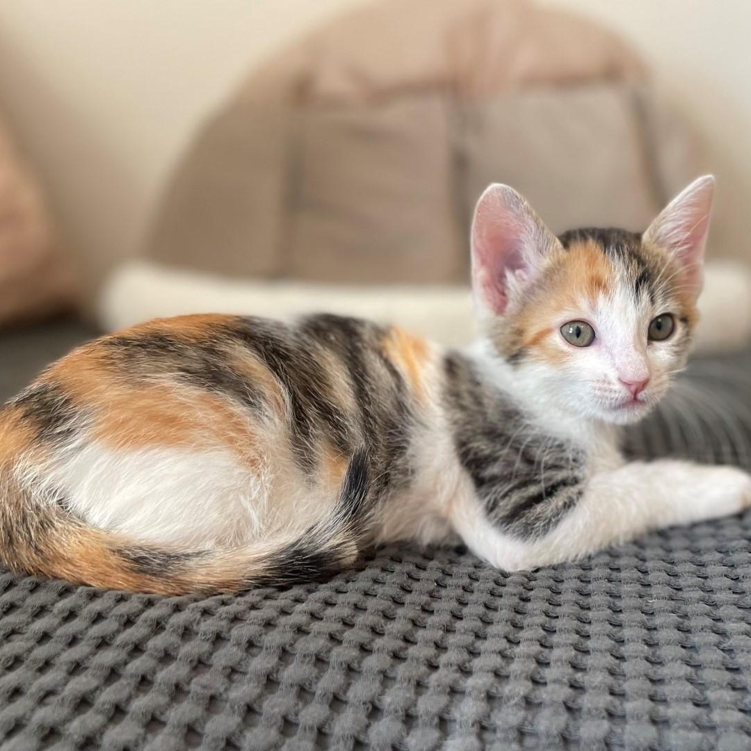 Giggly Vanourek thumbnail 6