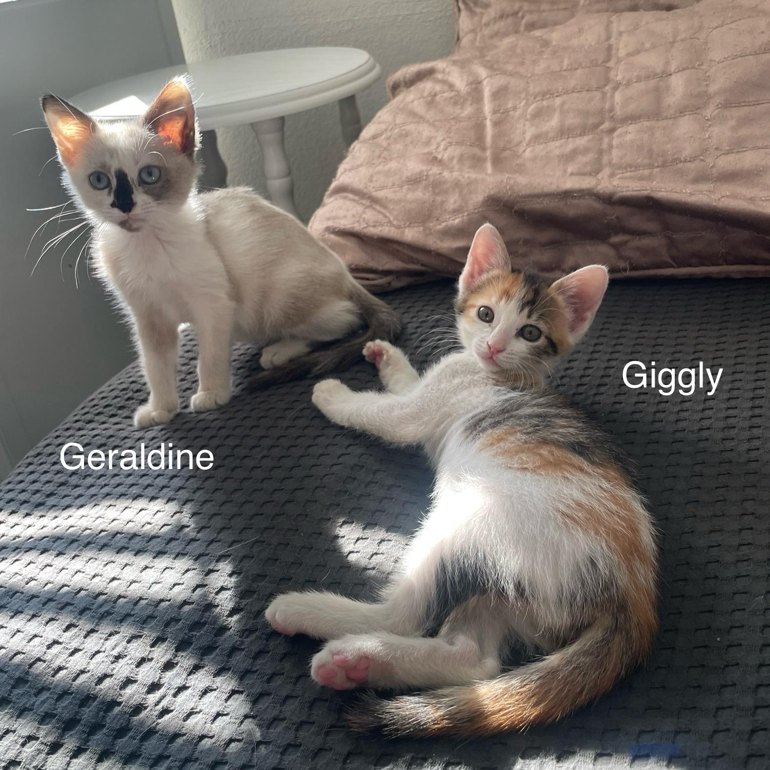 Giggly Vanourek thumbnail 5