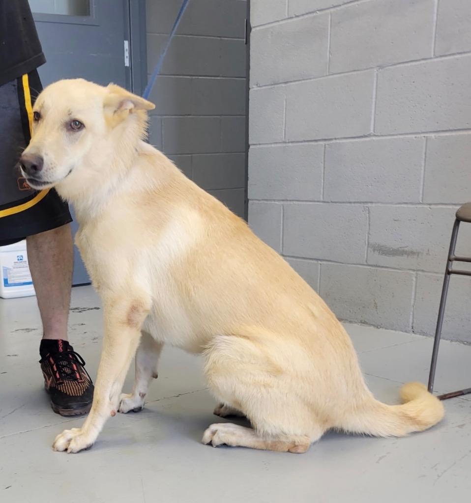 Enlarge Ghost, a Adoptable German Shepherd Dog in Greenwood, MS image 1/1