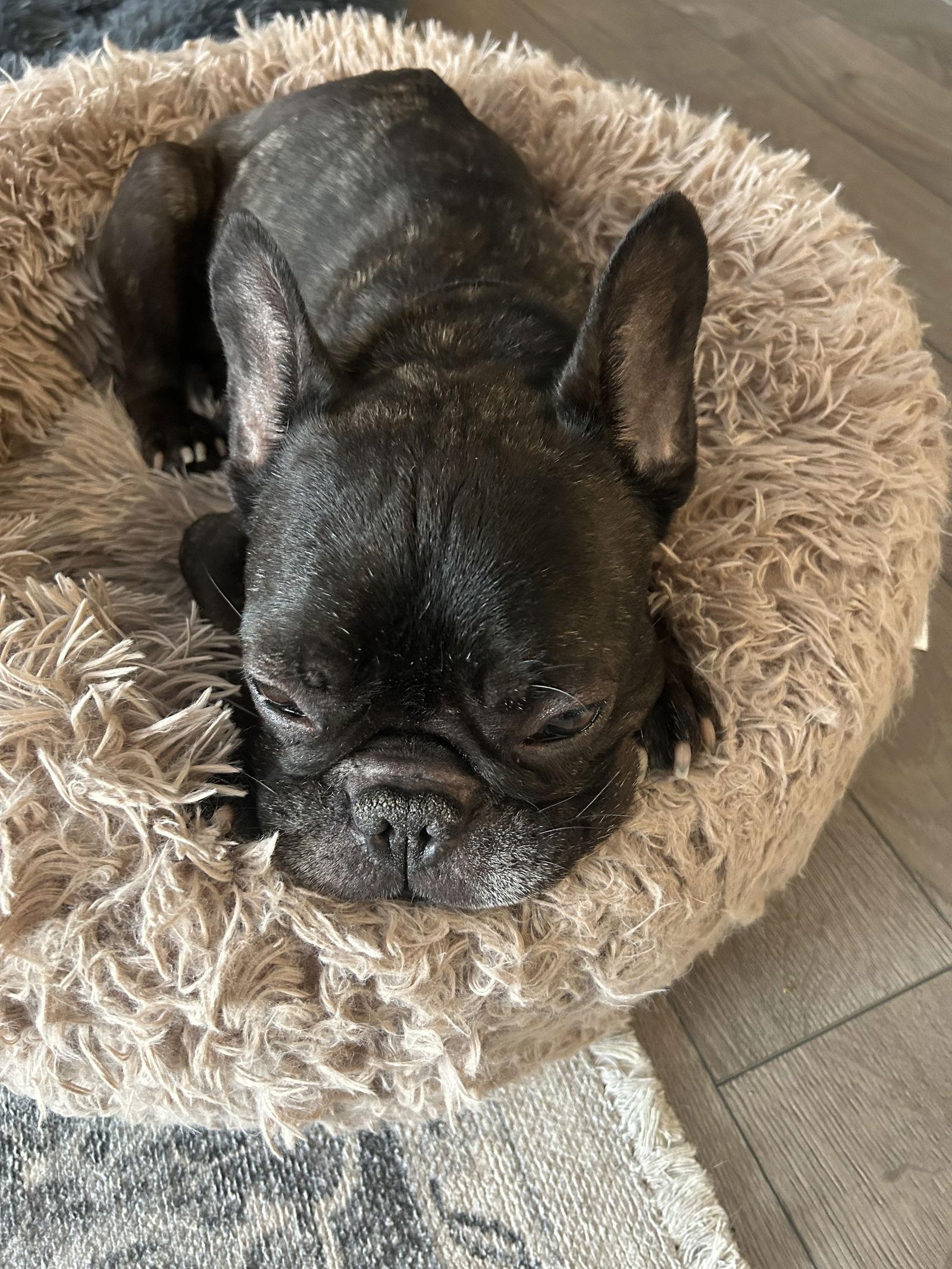 Dorito, Adoptable, Adult Male French Bulldog.