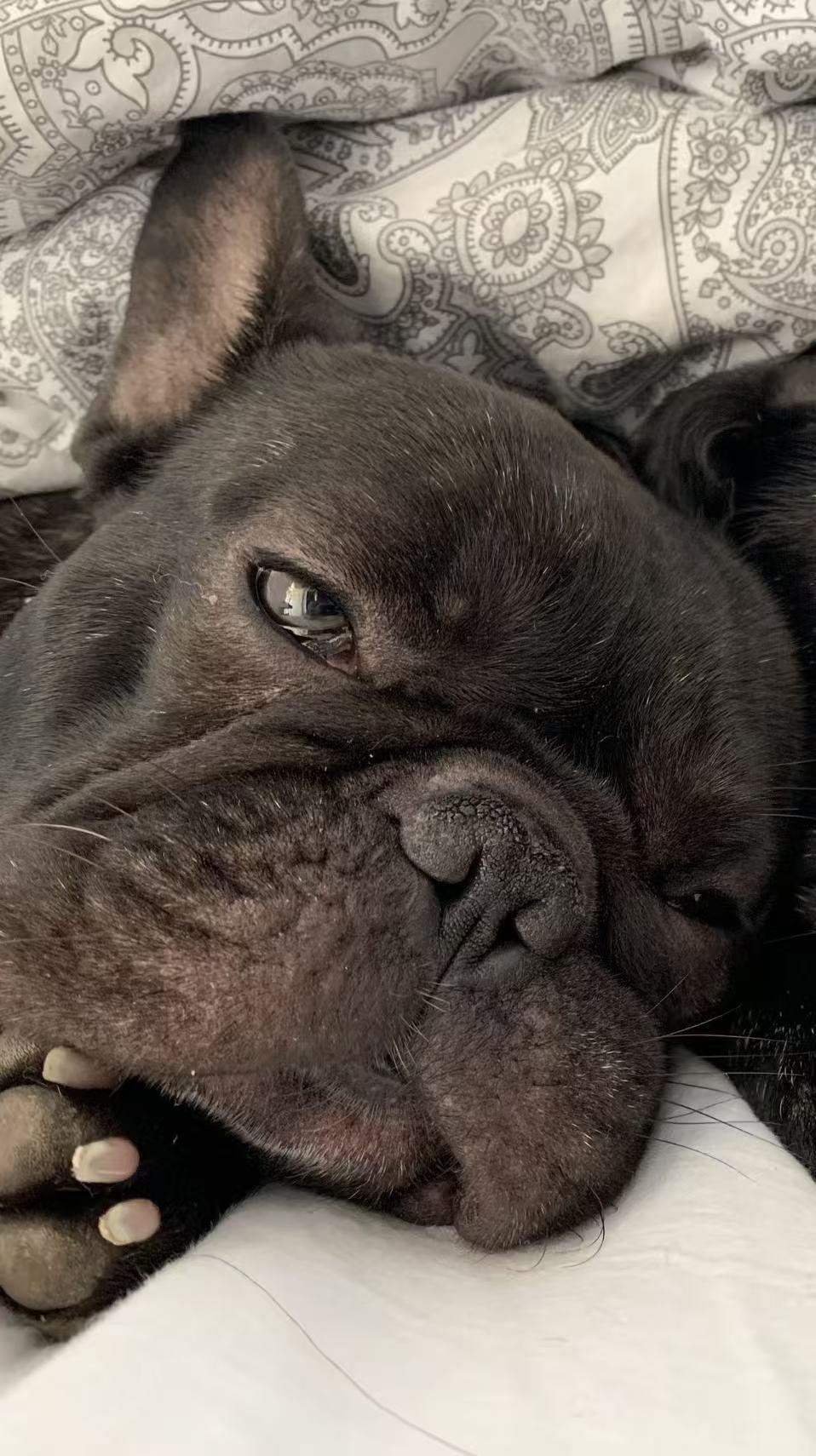 Dorito, a Adoptable French Bulldog in Etobicoke, ON image 2/3