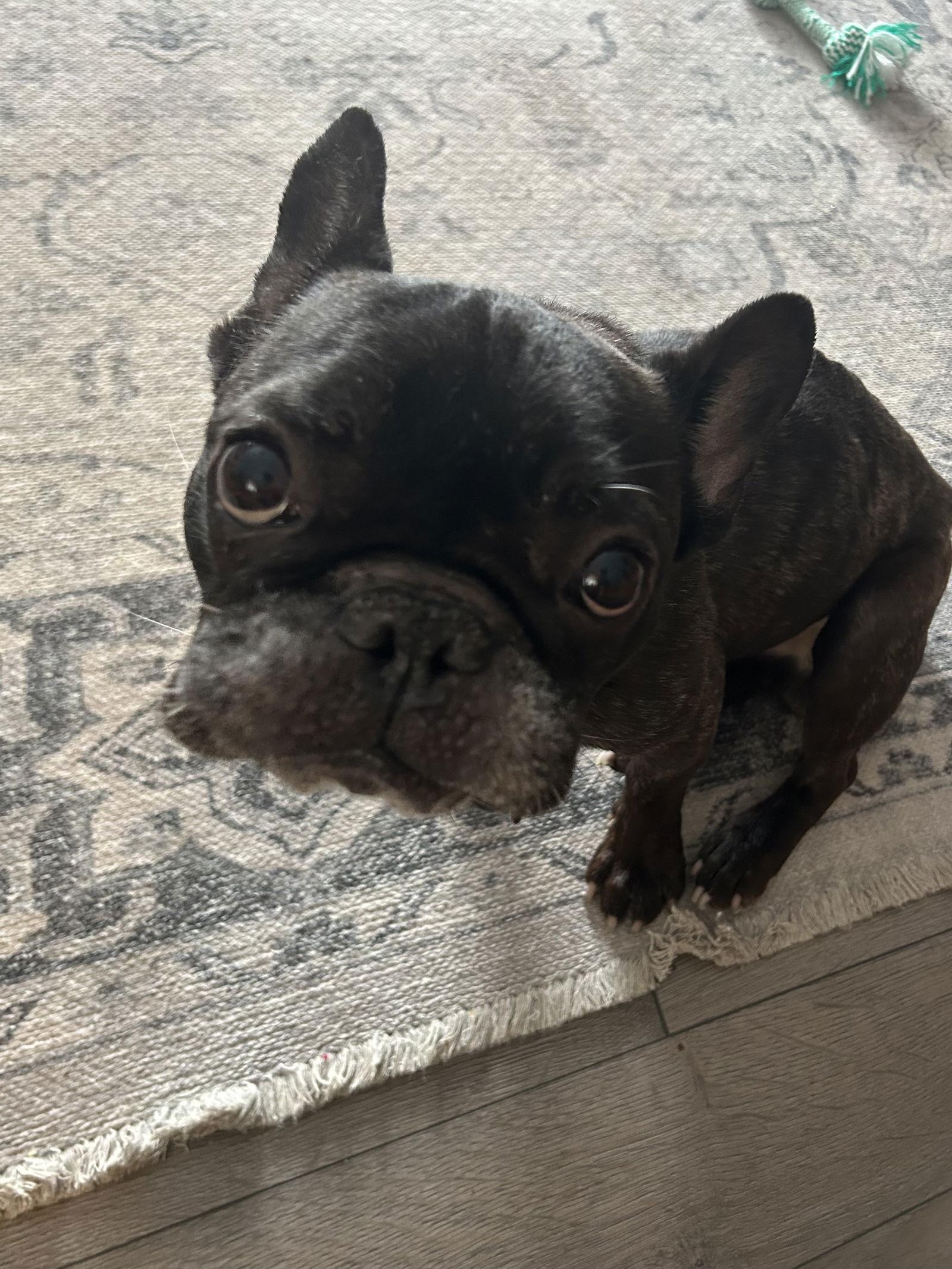 Dorito, a Adoptable French Bulldog in Etobicoke, ON image 3/3