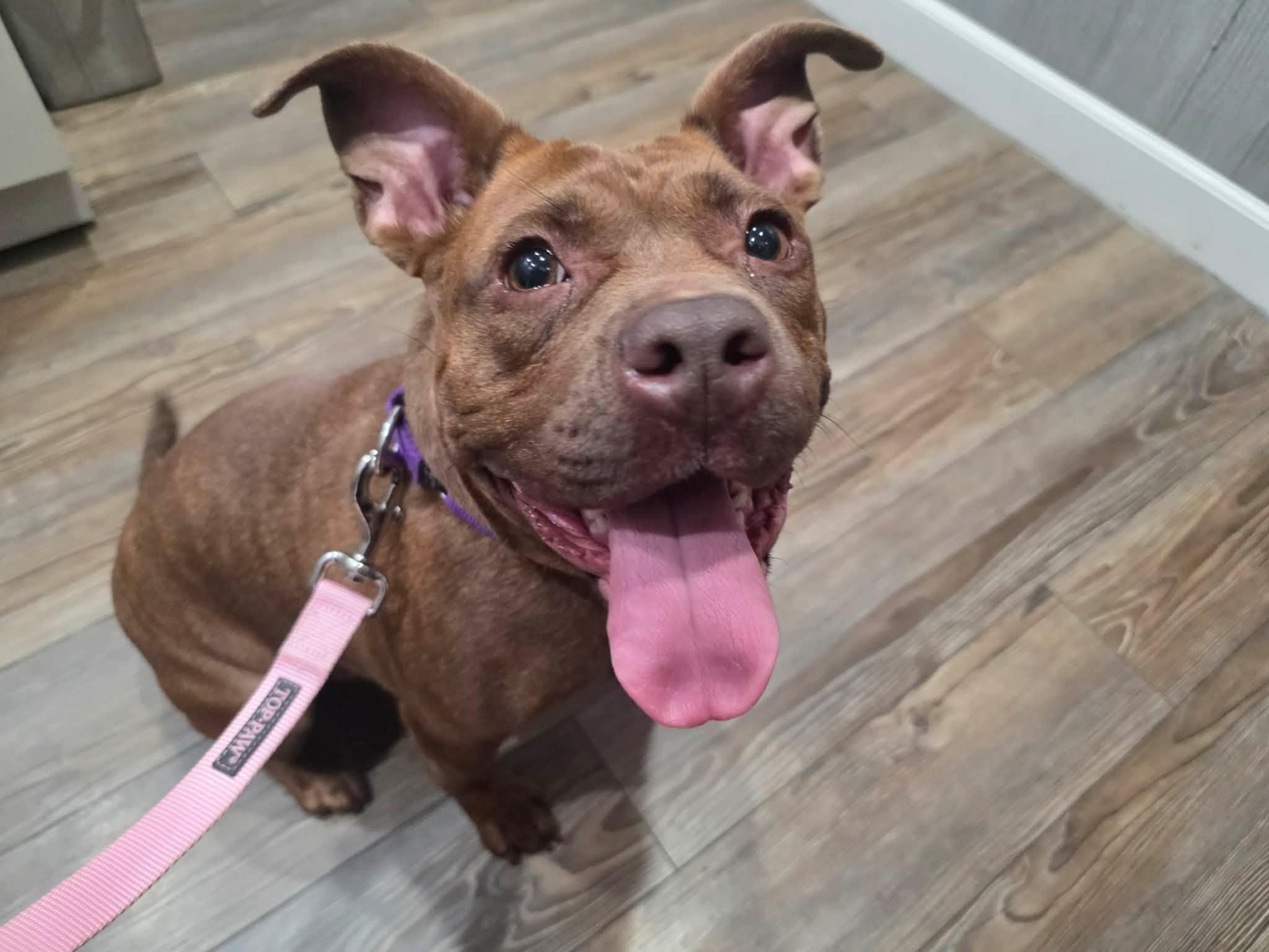 Enlarge Nellie, a Adopted mixed breed in Greensburg, PA image 4/6