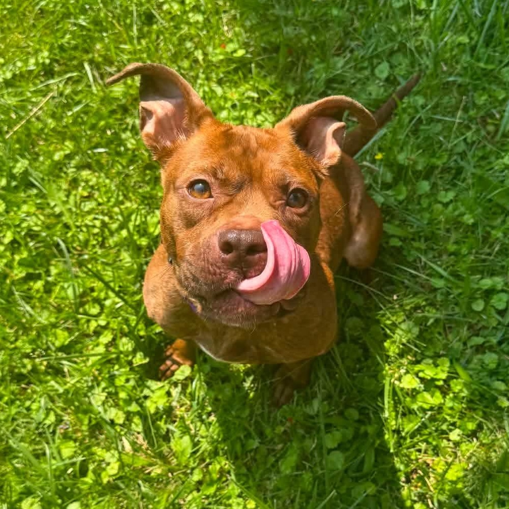 Enlarge Nellie, a Adopted mixed breed in Greensburg, PA image 1/6