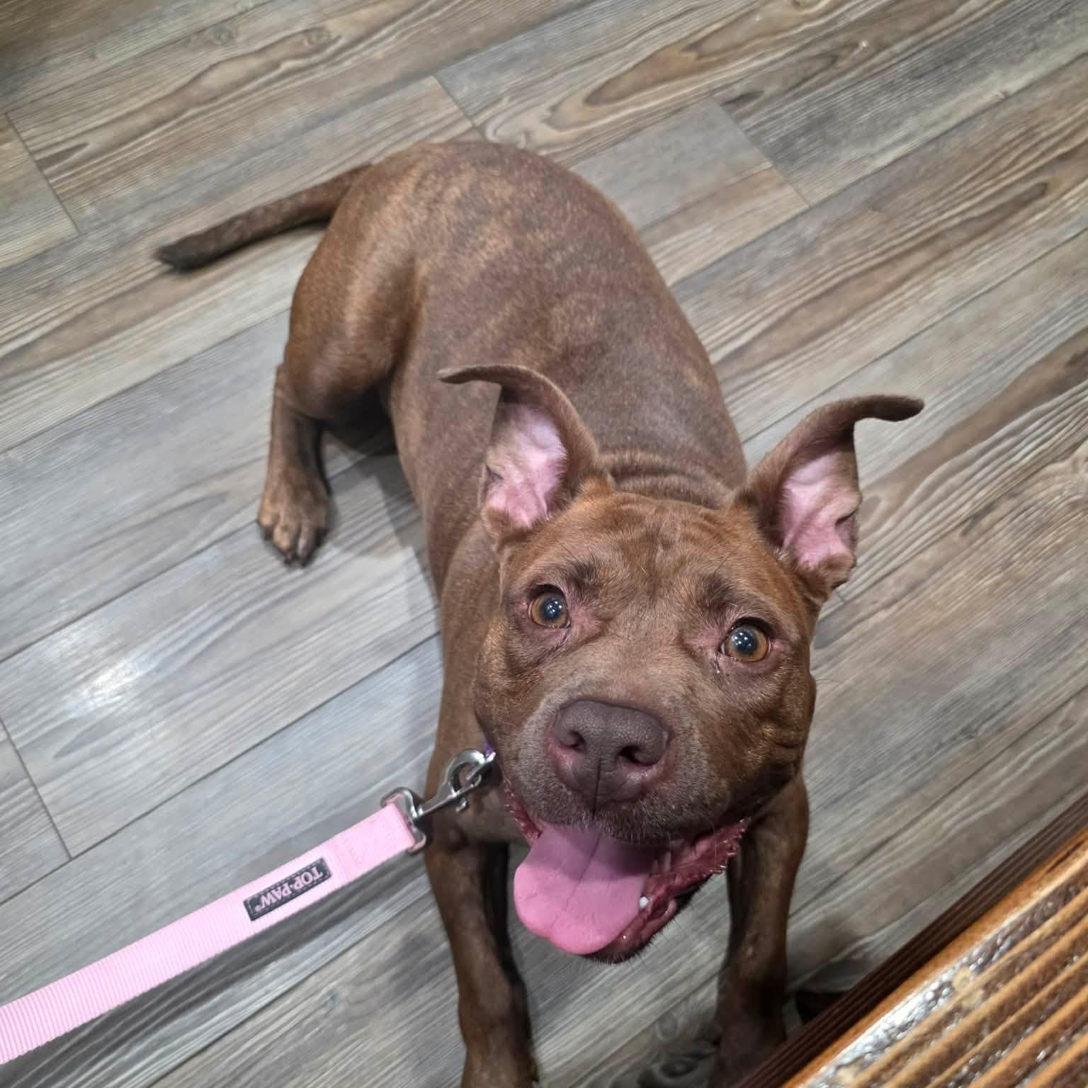 Enlarge Nellie, a Adopted mixed breed in Greensburg, PA image 6/6