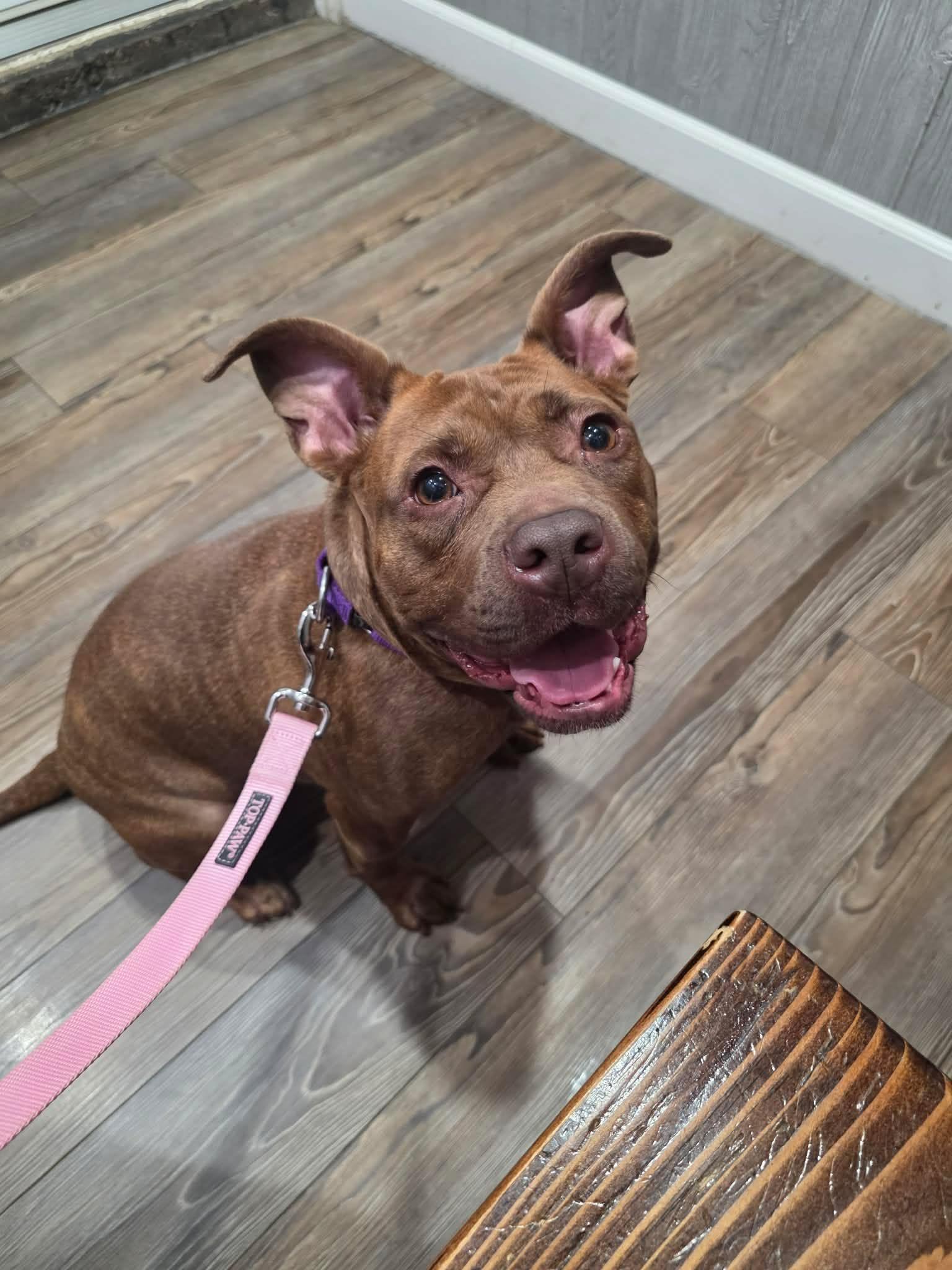 Enlarge Nellie, a Adopted mixed breed in Greensburg, PA image 5/6