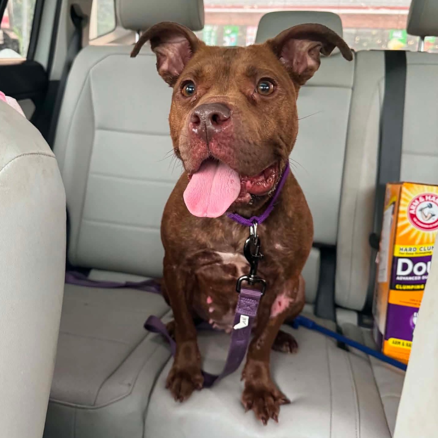 Enlarge Nellie, a Adopted mixed breed in Greensburg, PA image 2/6