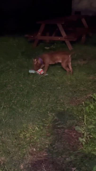 Enlarge Nellie, a Adopted mixed breed in Greensburg, PA video 3/6