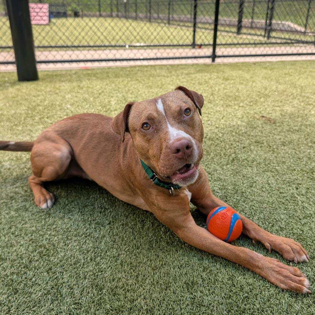 Sonny, Adoptable, Young Male Pit Bull Terrier.