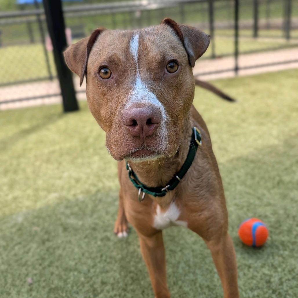 Enlarge Sonny, a Adoptable Pit Bull Terrier in Greensboro, NC image 2/6