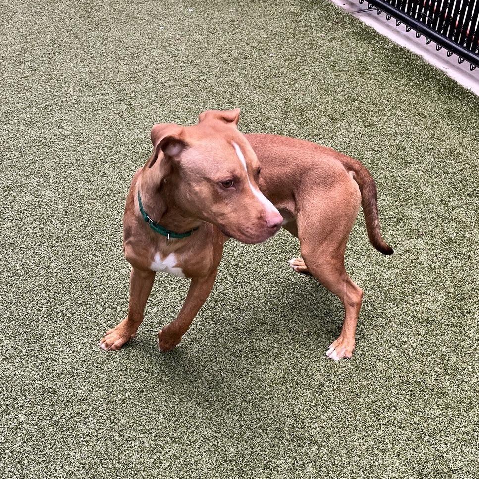 Enlarge Sonny, a Adoptable Pit Bull Terrier in Greensboro, NC image 3/6