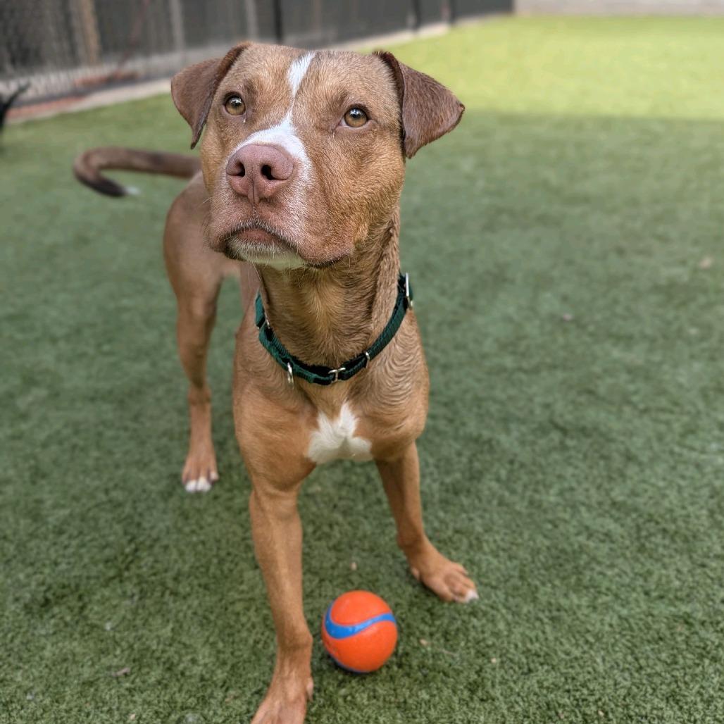Enlarge Sonny, a Adoptable Pit Bull Terrier in Greensboro, NC image 4/6
