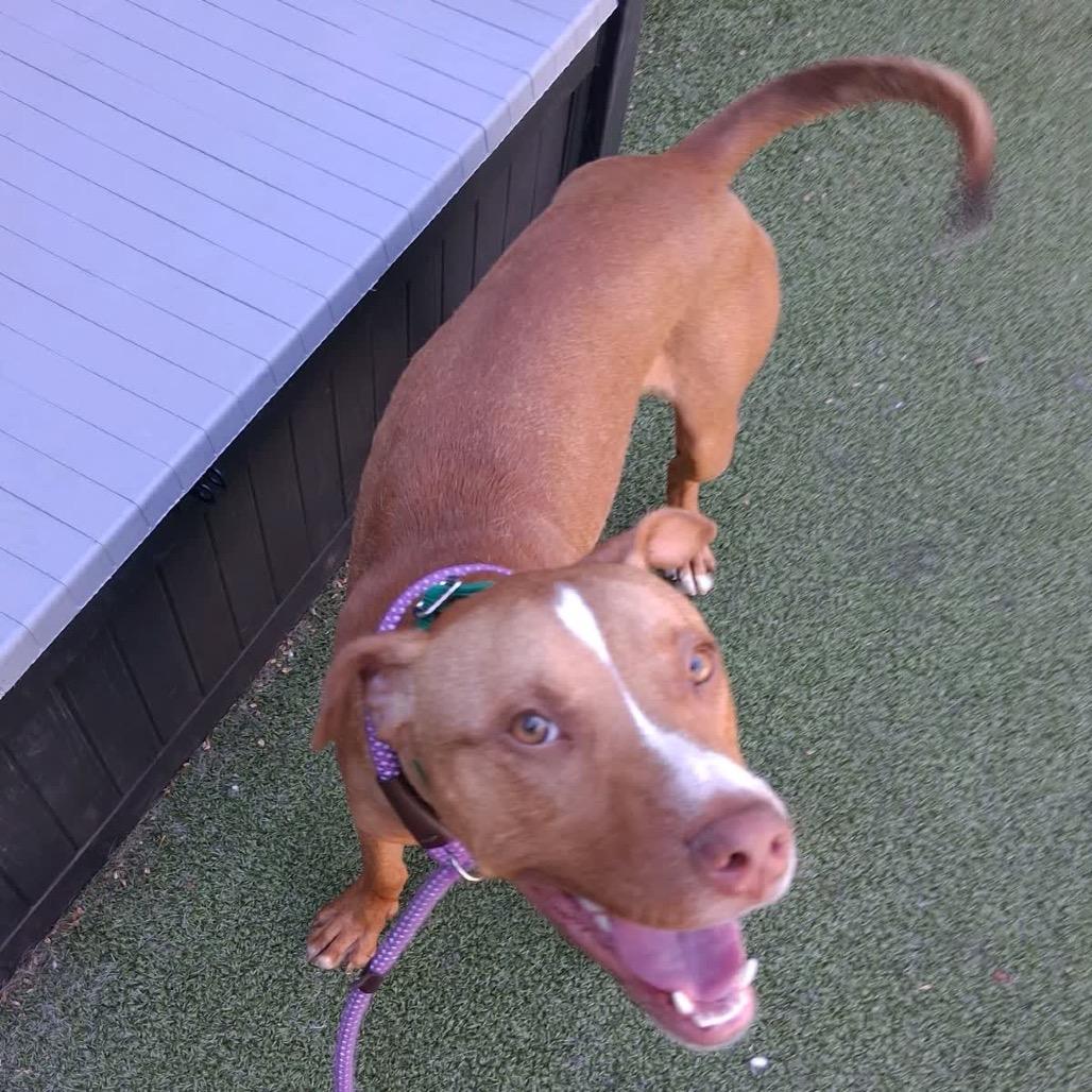Enlarge Sonny, a Adoptable Pit Bull Terrier in Greensboro, NC image 5/6