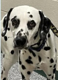 Howie-ADOPTION PENDING, a Adoptable Dalmatian in Moline, IL image 4/6
