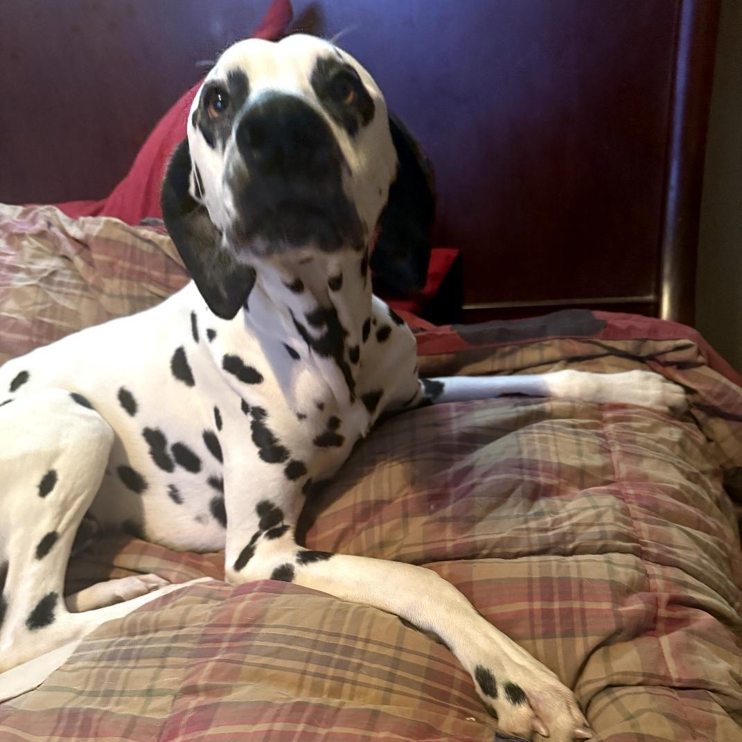 Howie-ADOPTION PENDING, a Adoptable Dalmatian in Moline, IL image 2/6