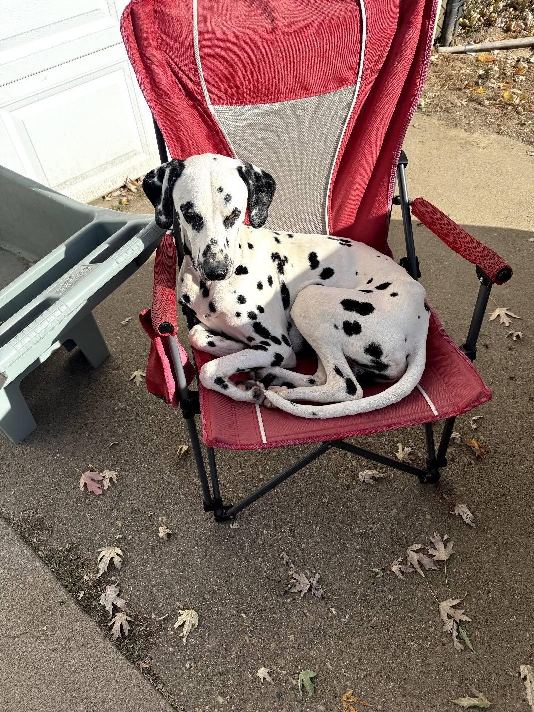 Howie-ADOPTION PENDING, Adoptable, Young Male Dalmatian.