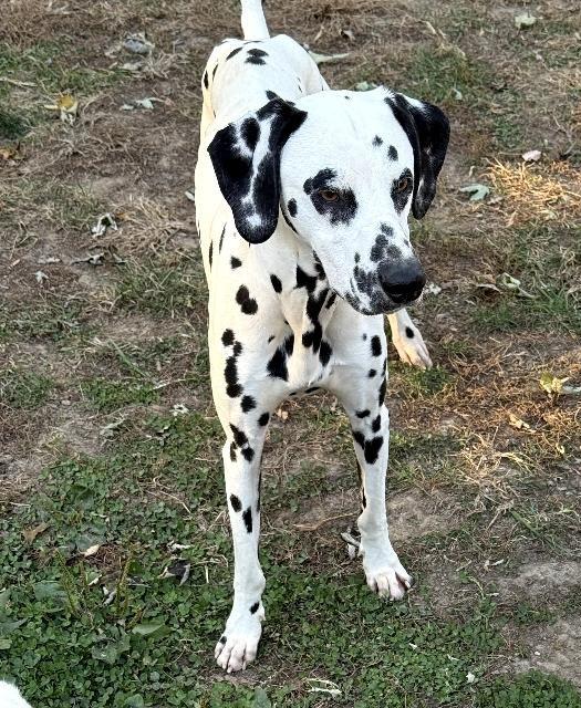 Howie-ADOPTION PENDING, a Adoptable Dalmatian in Moline, IL image 3/6