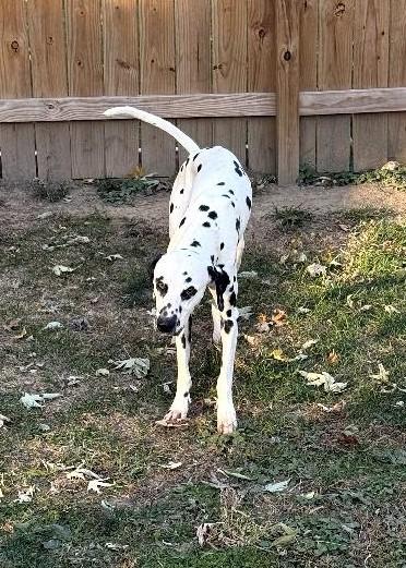 Howie-ADOPTION PENDING, a Adoptable Dalmatian in Moline, IL image 5/6