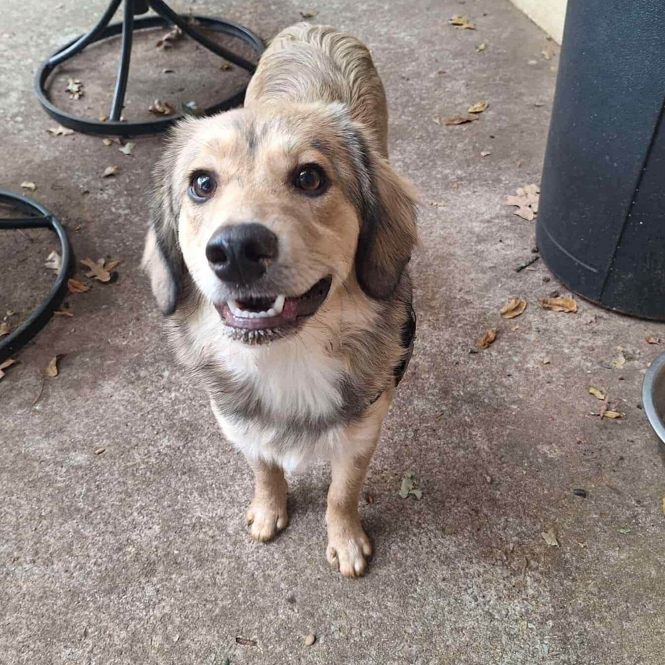 Montana, a Adoptable mixed breed in Yukon, OK image 2/6