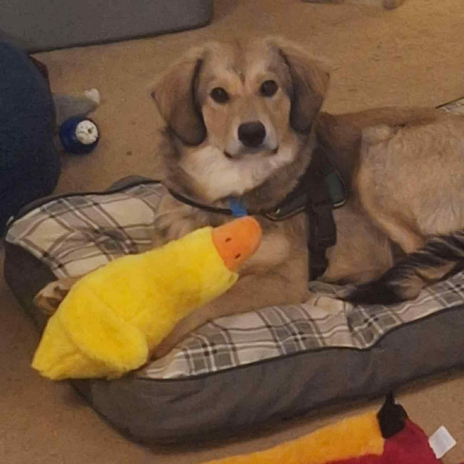 Montana, Adoptable, Puppy Male Australian Shepherd.