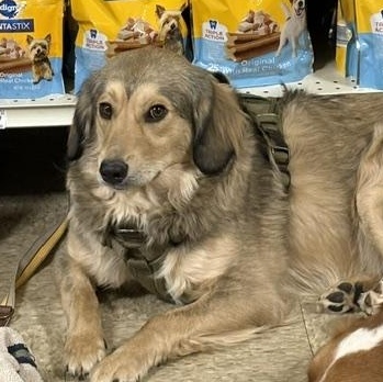 Enlarge Montana, an adoptable mixed breed in Yukon, OK image 1/6