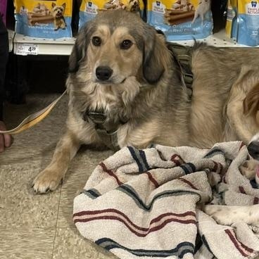 Enlarge Montana, an adoptable mixed breed in Yukon, OK image 2/6