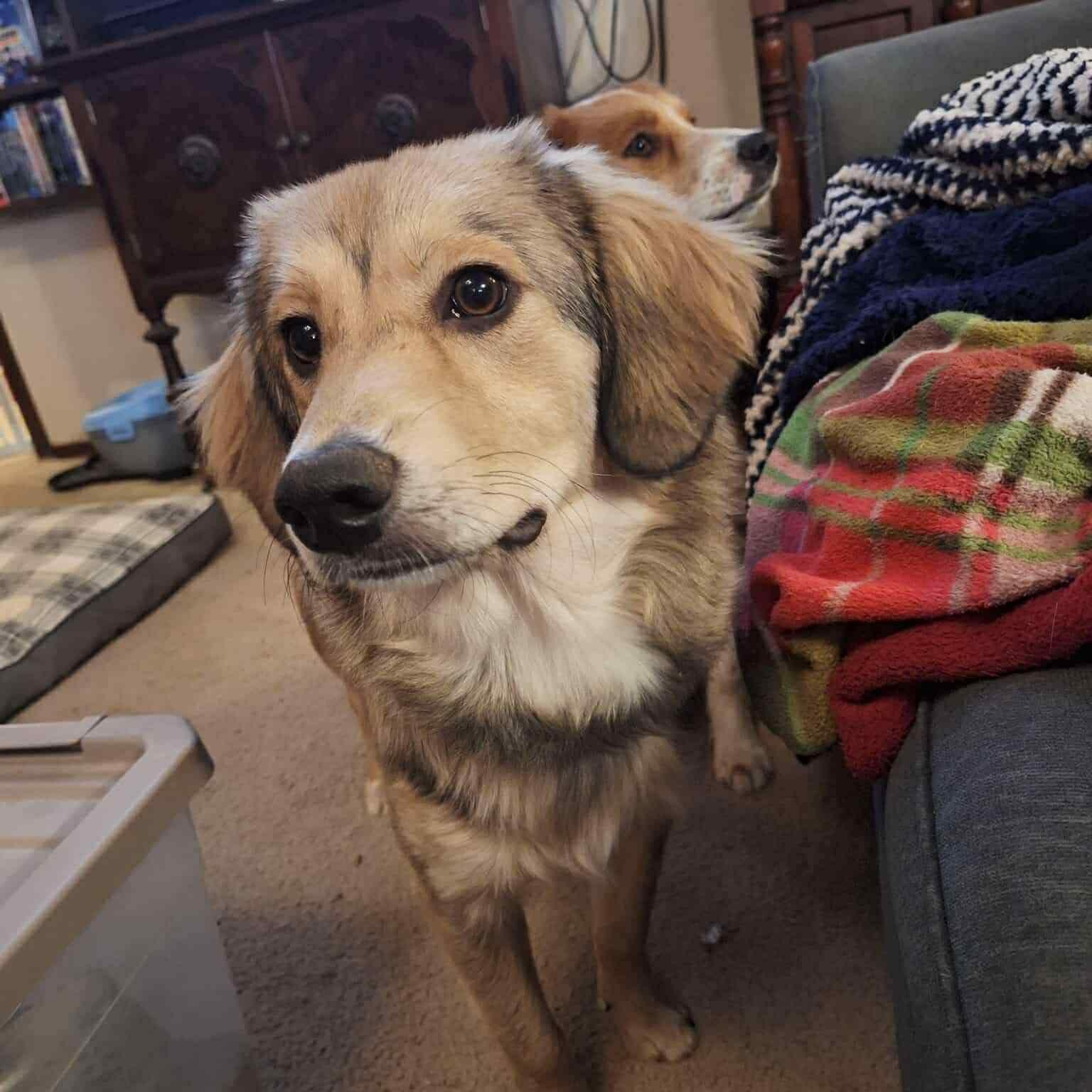 Montana, a Adoptable mixed breed in Yukon, OK image 3/6