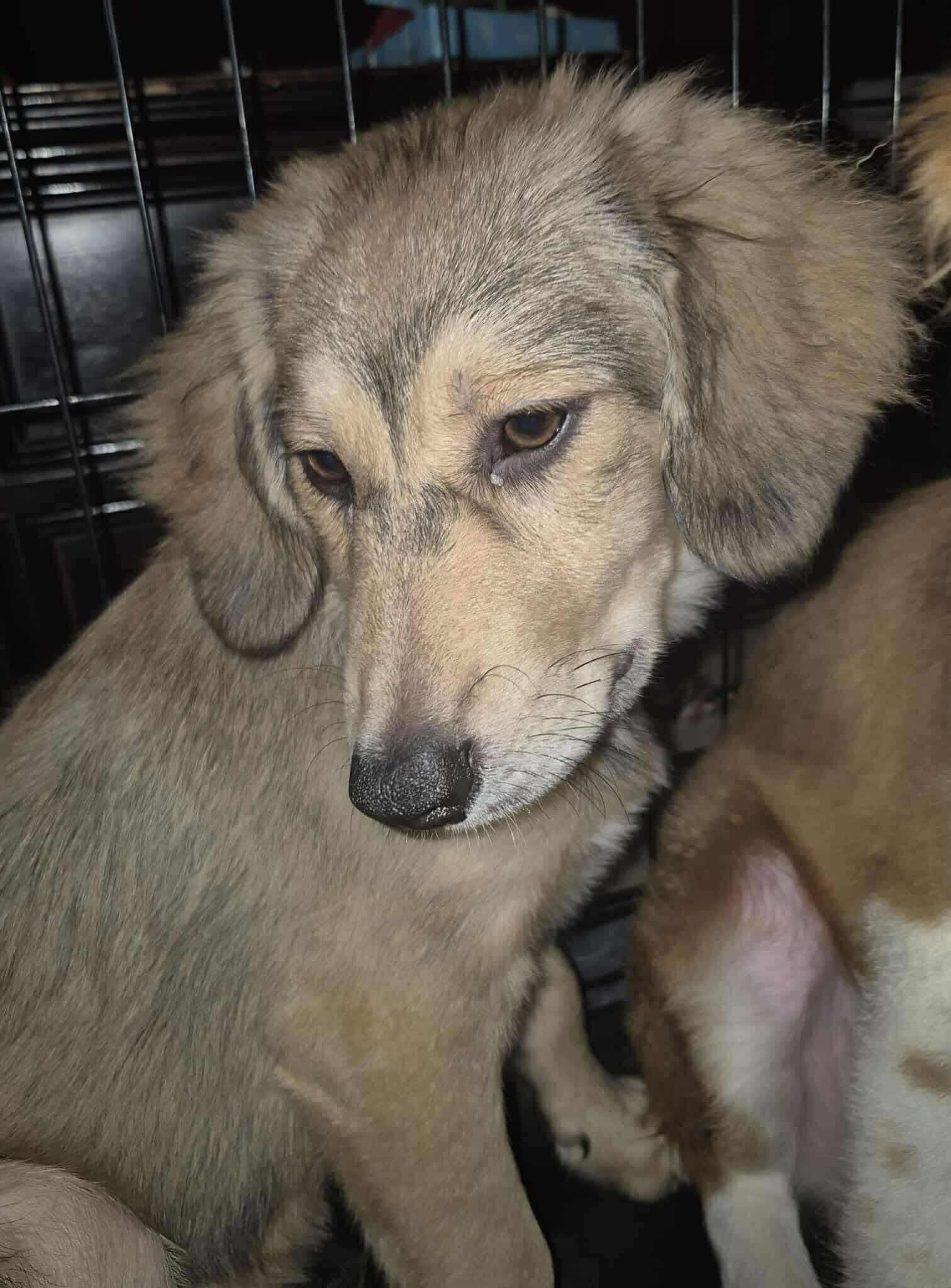 Montana, a Adoptable mixed breed in Yukon, OK image 6/6