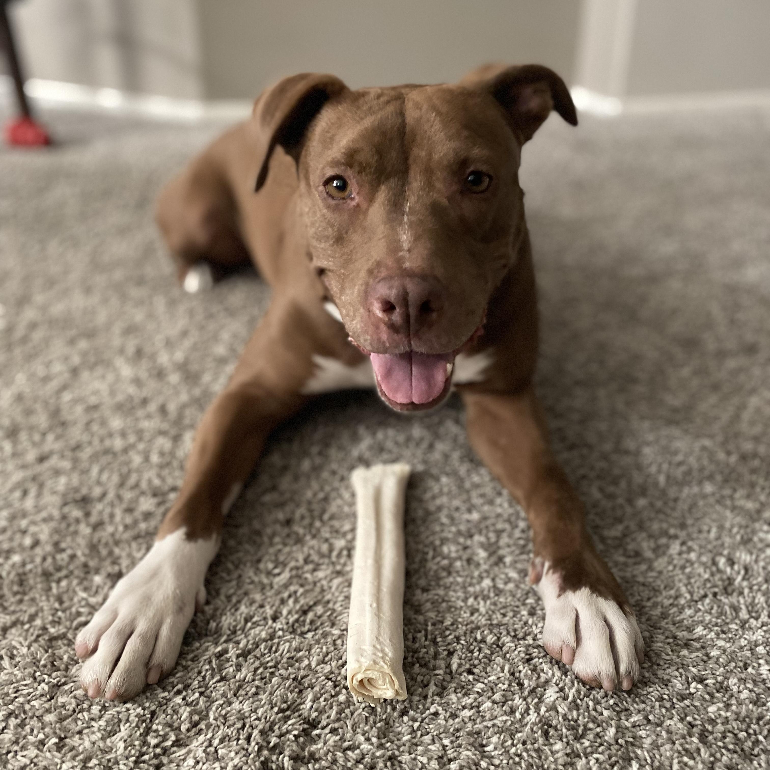 Enlarge Princess Lula, a Adopted mixed breed in Long Beach, CA image 1/3