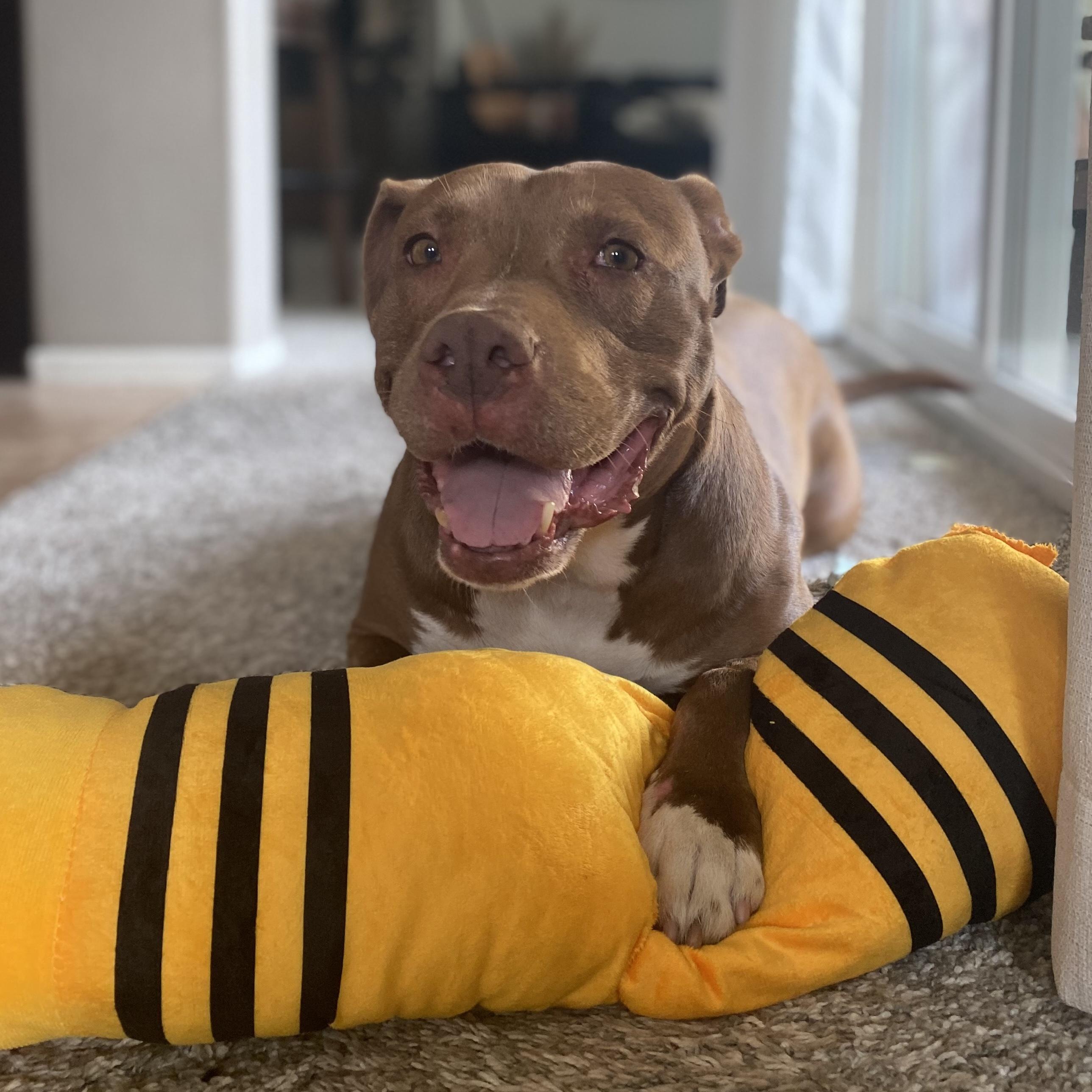 Enlarge Princess Lula, a Adopted mixed breed in Long Beach, CA image 2/3