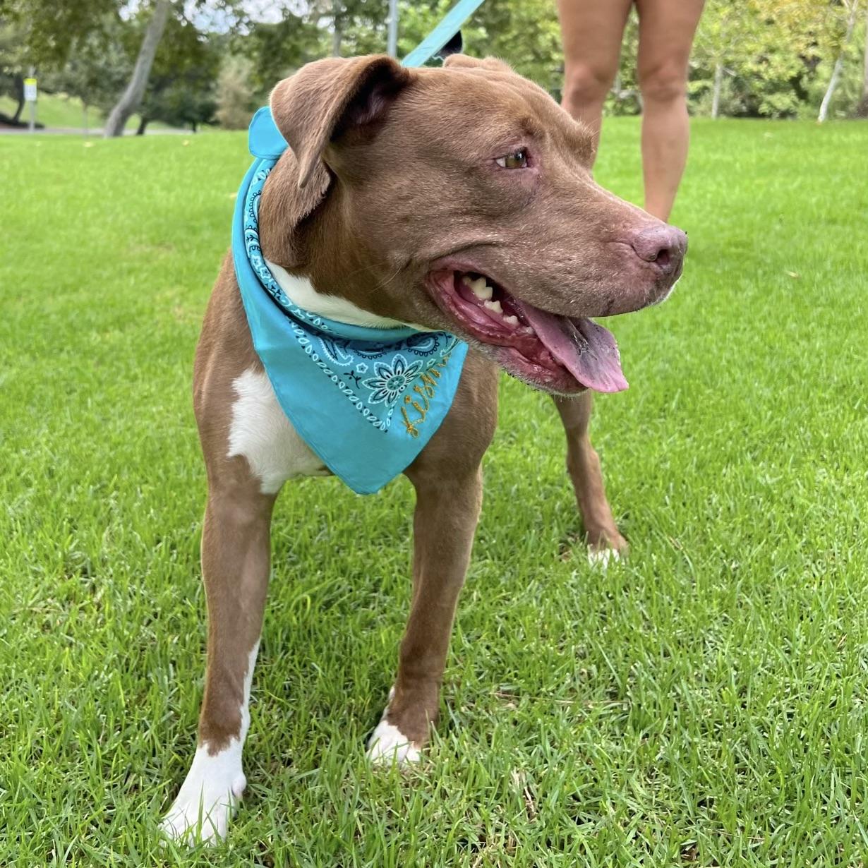 Enlarge Princess Lula, a Adopted mixed breed in Long Beach, CA image 3/3
