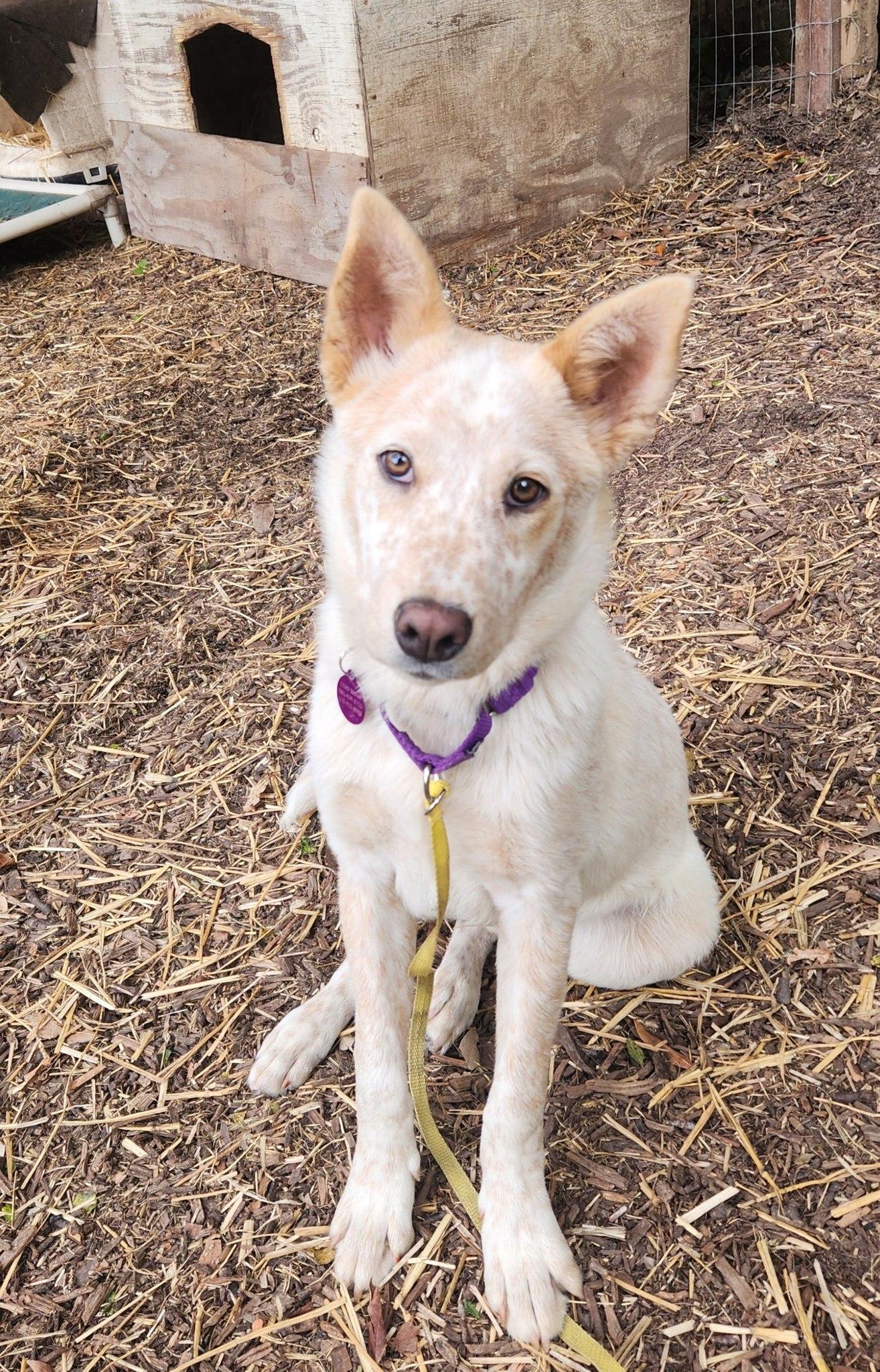 Speckles, Adoptable, Young Male Australian Cattle Dog / Blue Heeler.