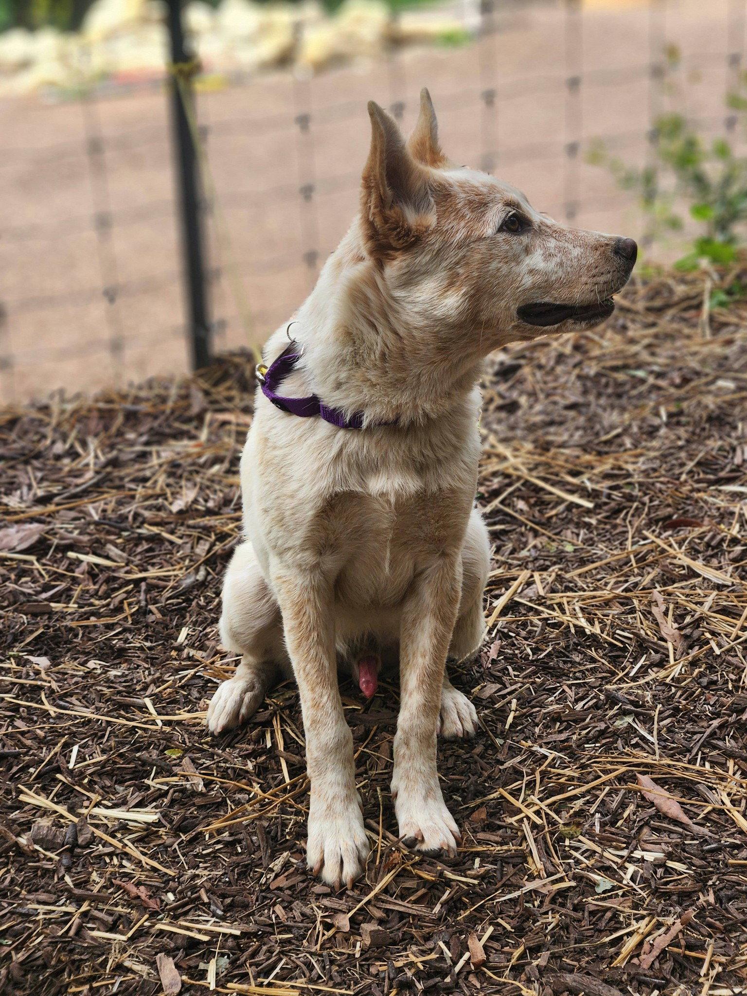 Enlarge Speckles, a Adoptable Australian Cattle Dog / Blue Heeler in Paso Robles, CA image 2/3
