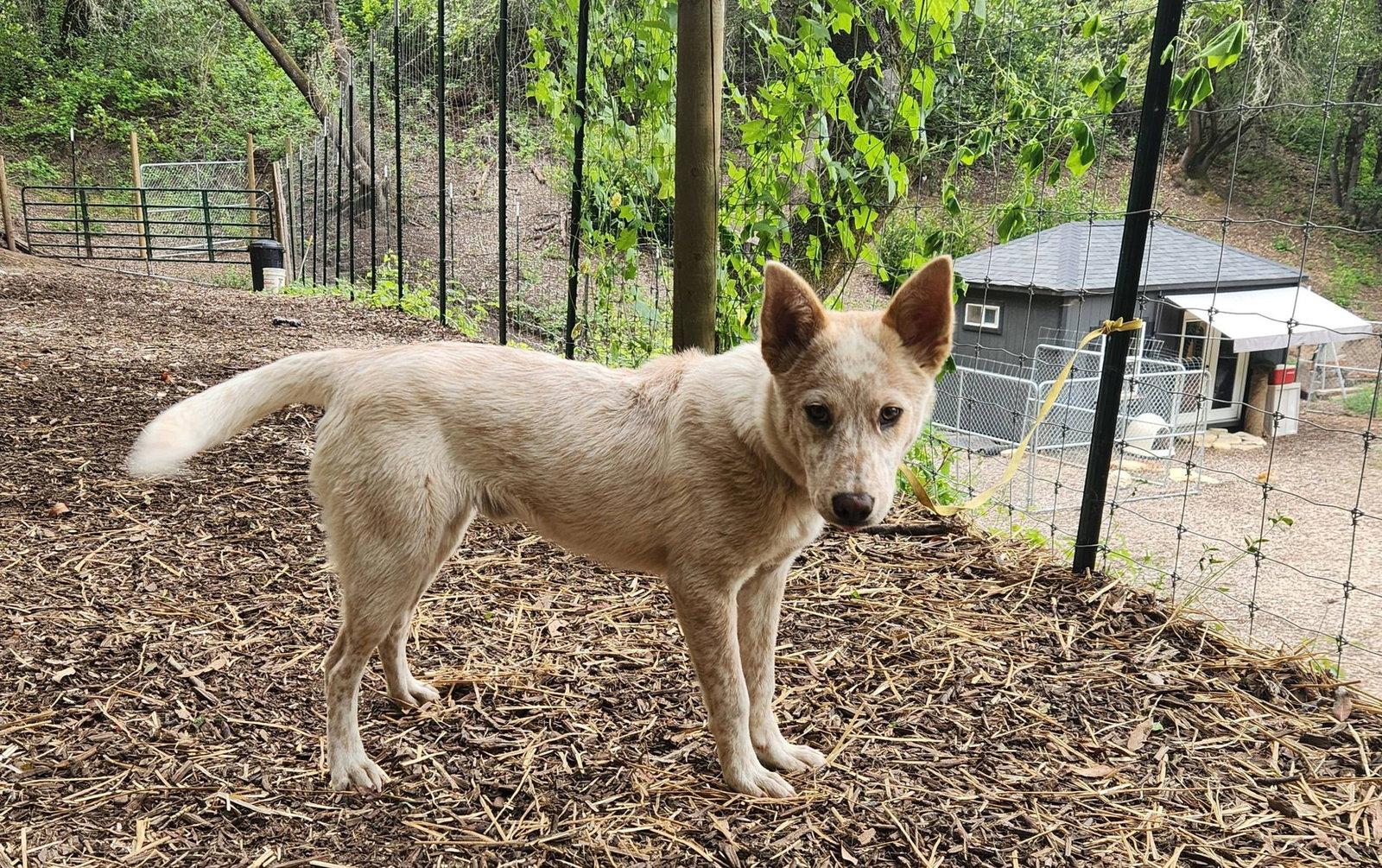 Enlarge Speckles, a Adoptable Australian Cattle Dog / Blue Heeler in Paso Robles, CA image 3/3