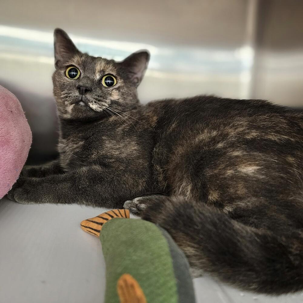 Enlarge Gracie, a Adoptable mixed breed in Pittstown, NJ image 1/3