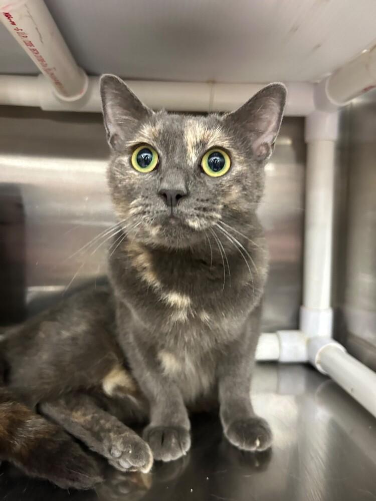 Enlarge Gracie, a Adoptable mixed breed in Pittstown, NJ image 2/3
