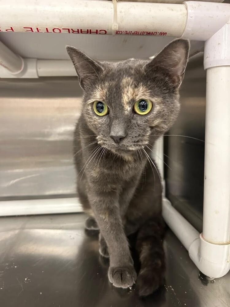 Enlarge Gracie, a Adoptable mixed breed in Pittstown, NJ image 3/3