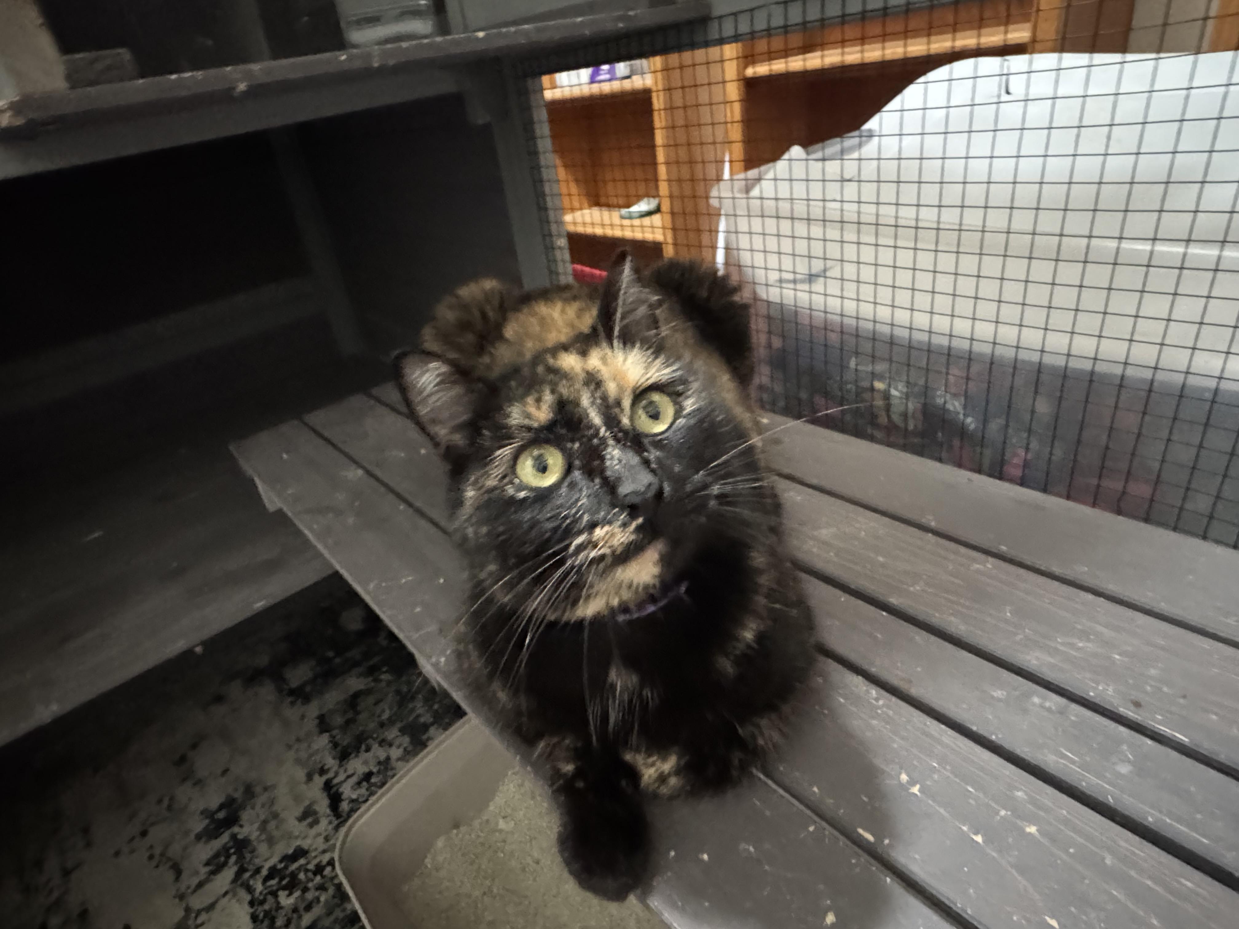 Buttercup thumbnail 2