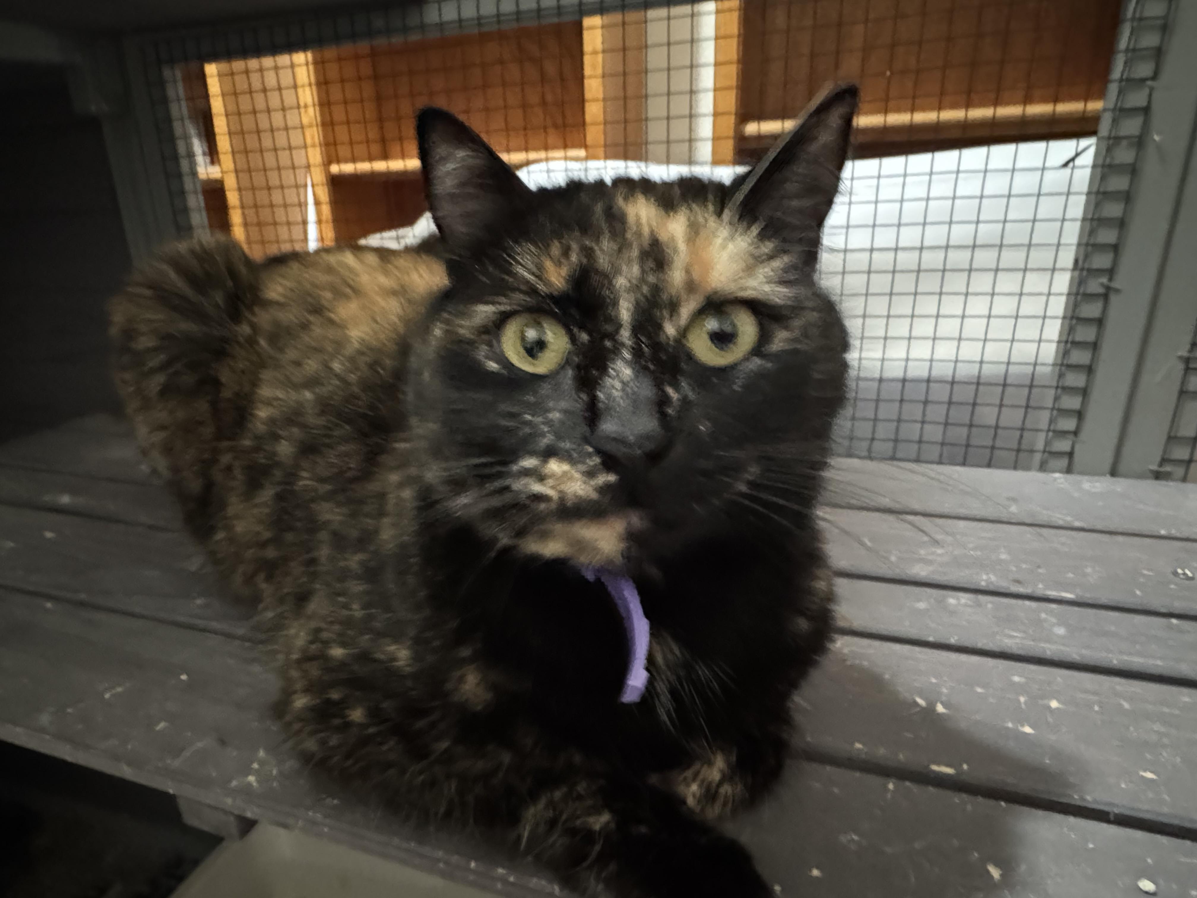 Buttercup thumbnail 3