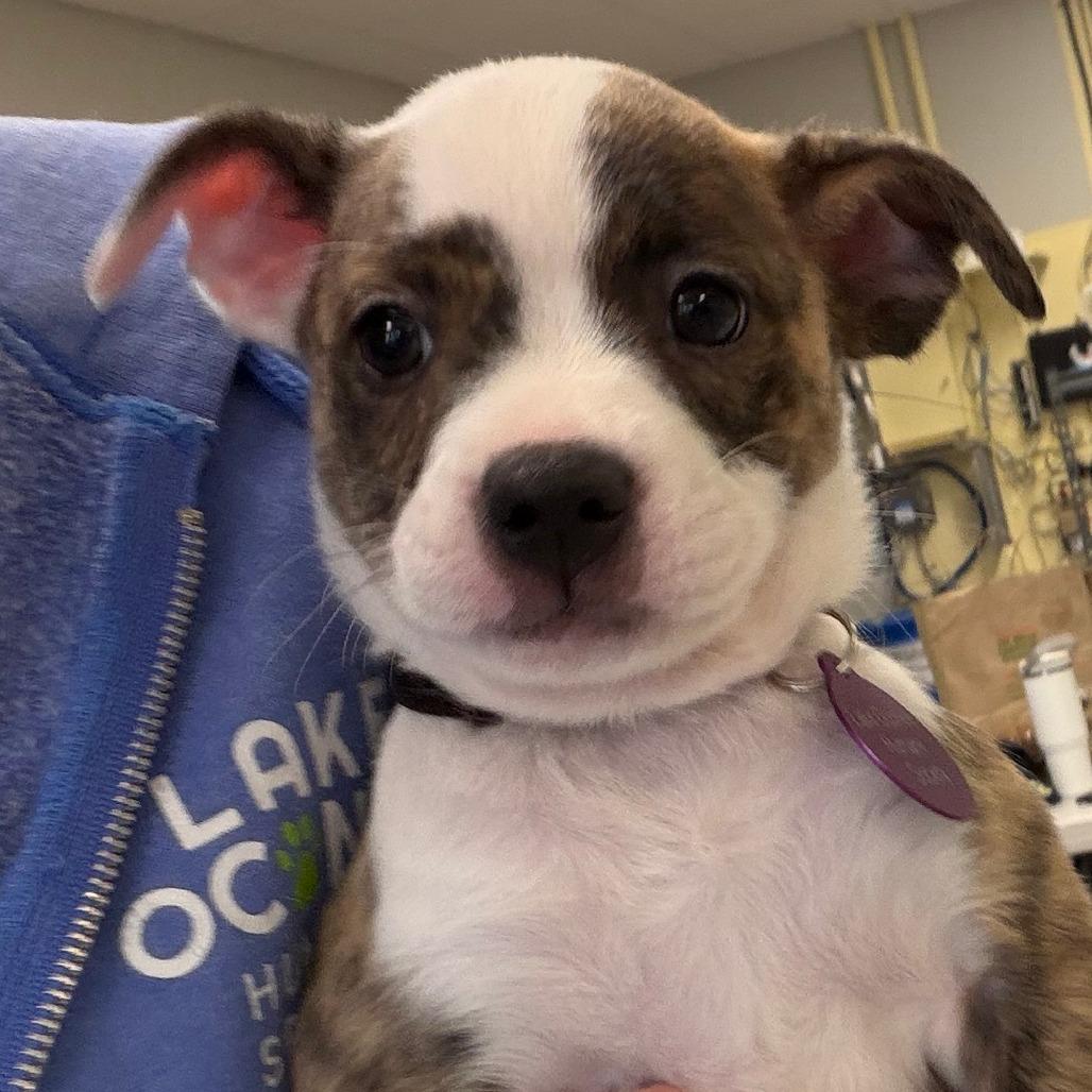 Enlarge Jodie, a Adoptable Mixed Breed in Greensboro, GA image 2/3