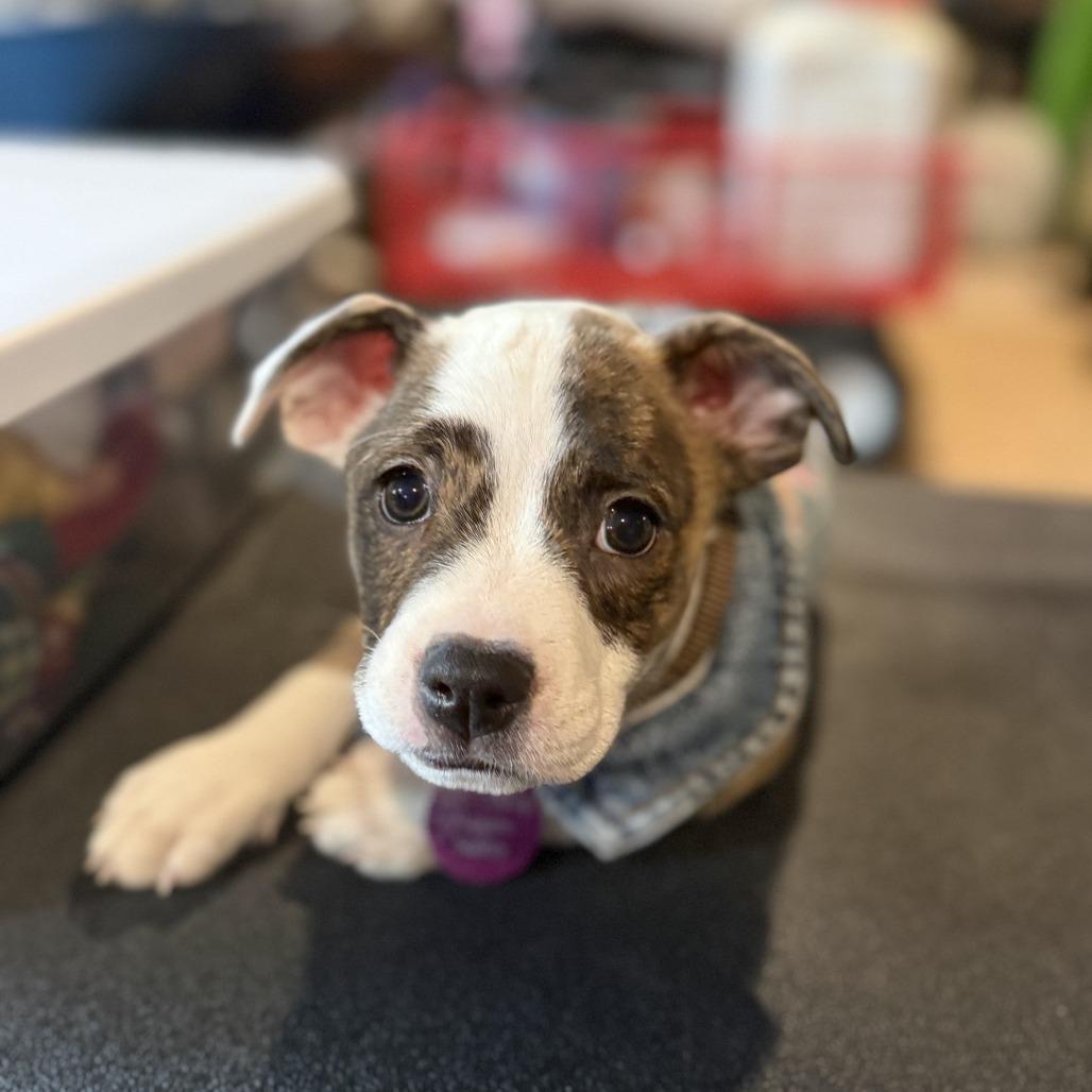 Jodie, Adoptable, Puppy Female Mixed Breed.