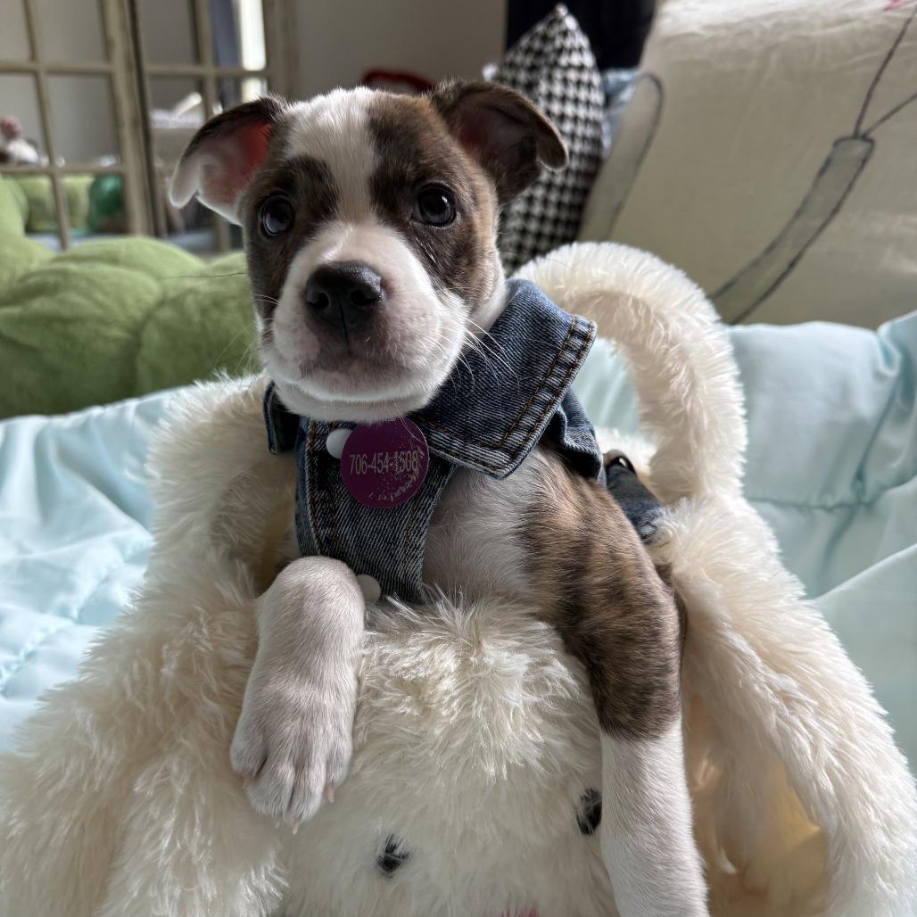 Enlarge Jodie, a Adoptable Mixed Breed in Greensboro, GA image 3/3