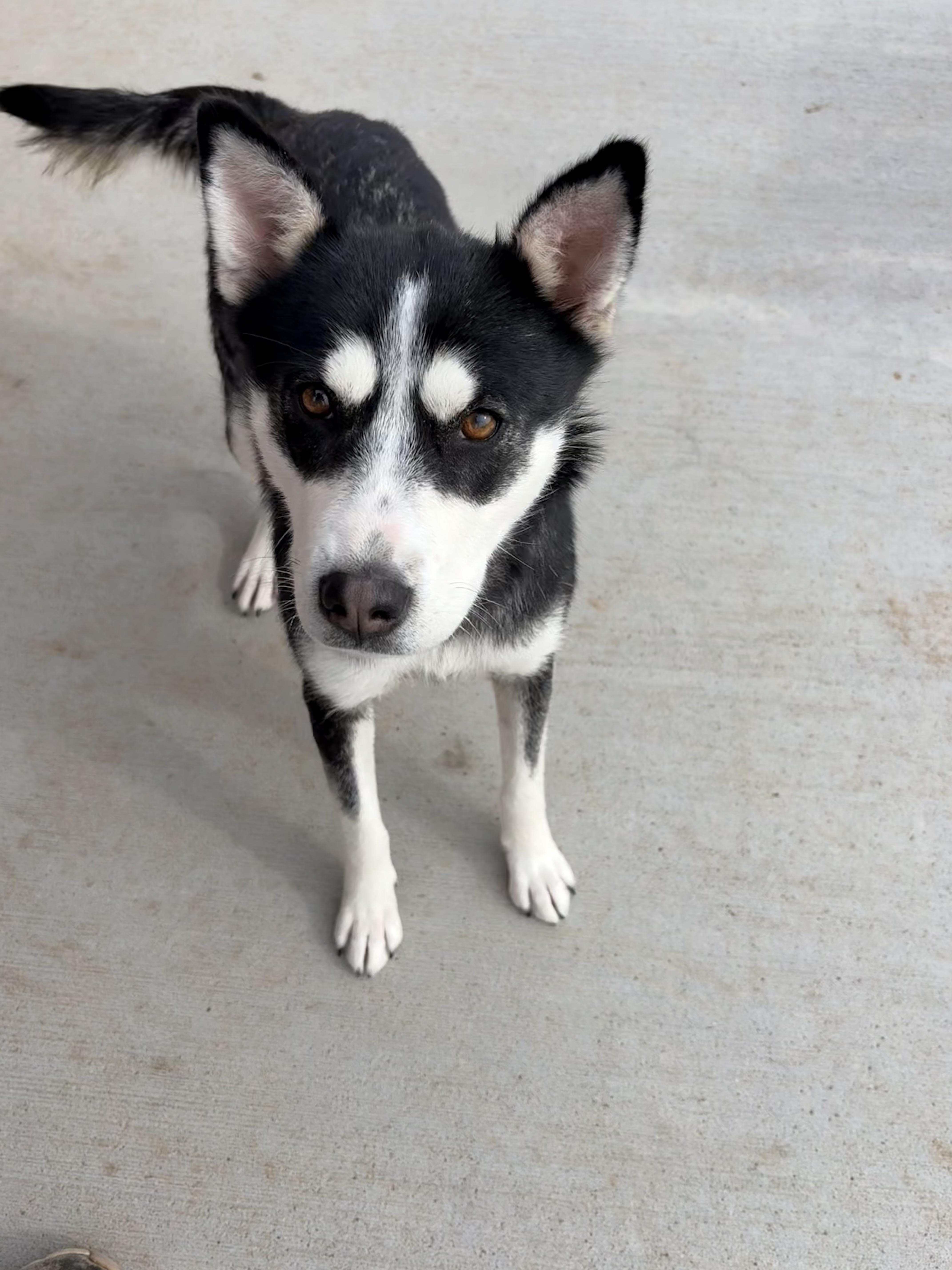 Makita , Adoptable, Adult Female Siberian Husky.