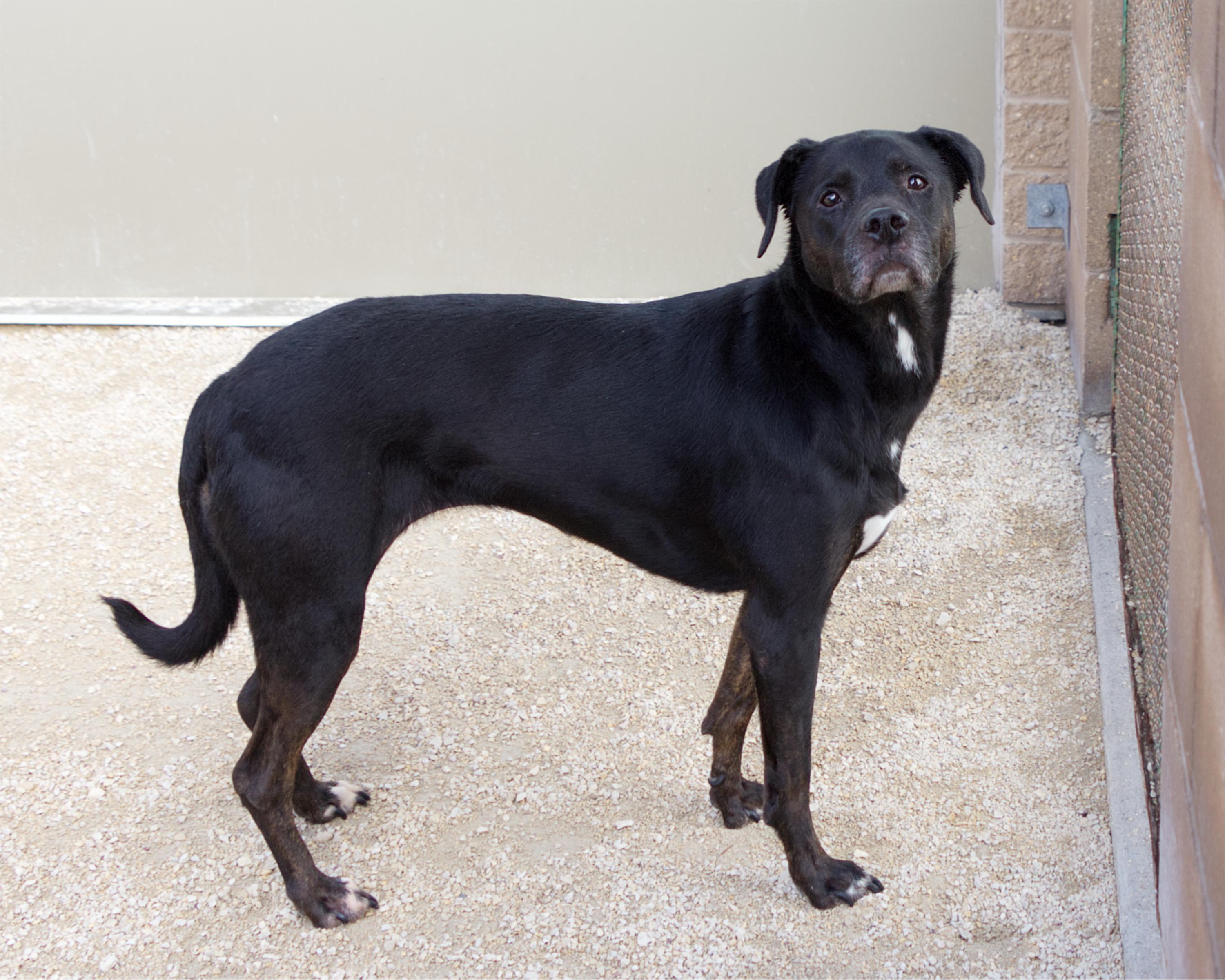 Enlarge Twix, a Adoptable mixed breed in Winnipeg, MB image 3/4