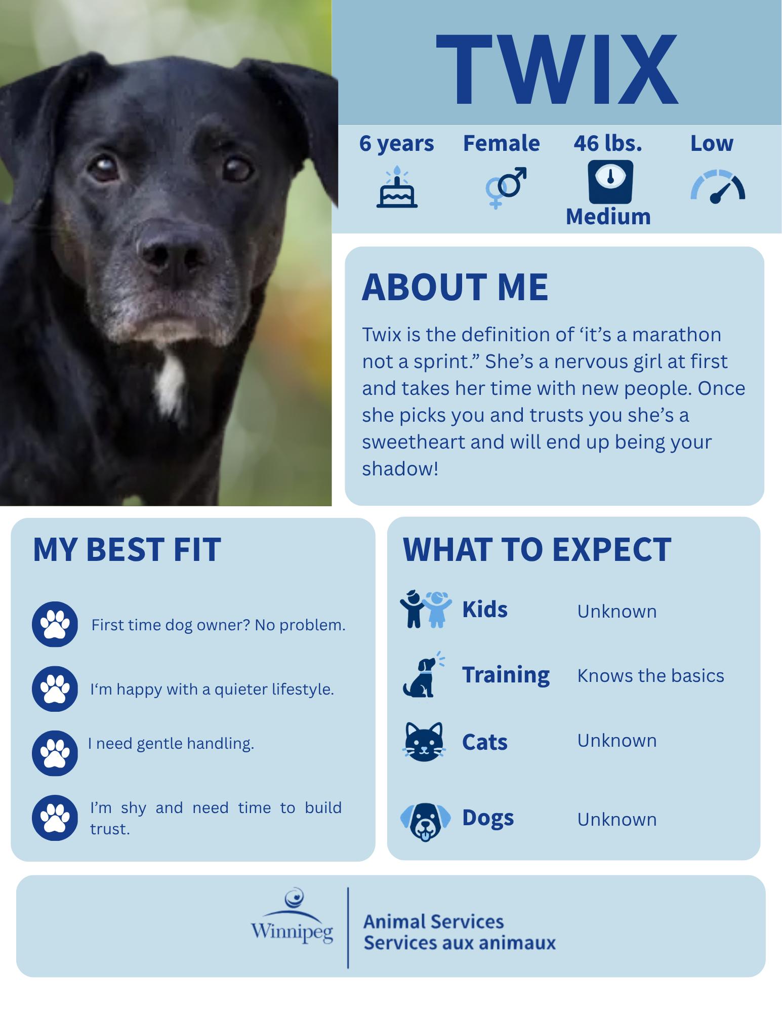 Twix, Adoptable, Adult Female Labrador Retriever.