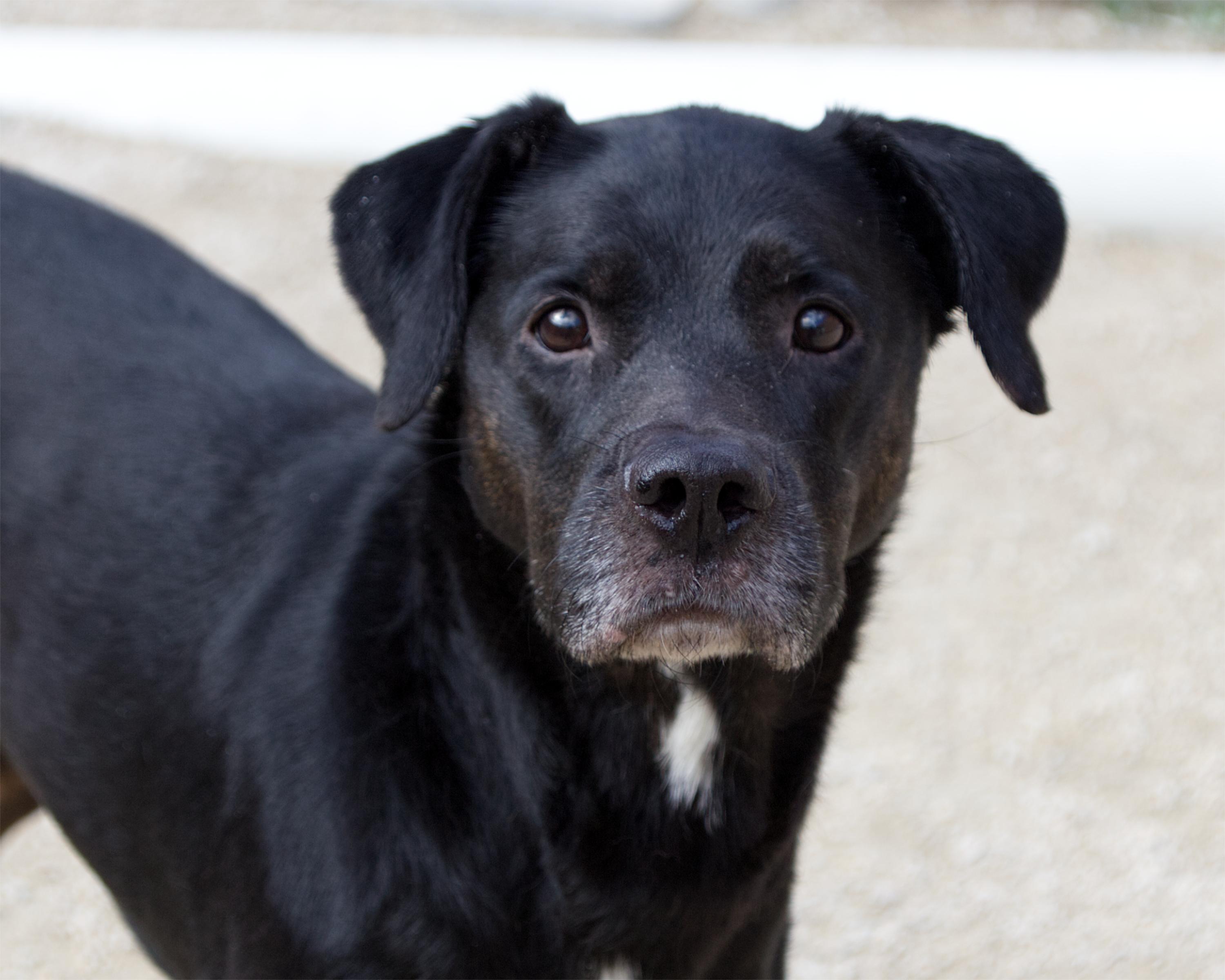 Enlarge Twix, a Adoptable mixed breed in Winnipeg, MB image 2/4