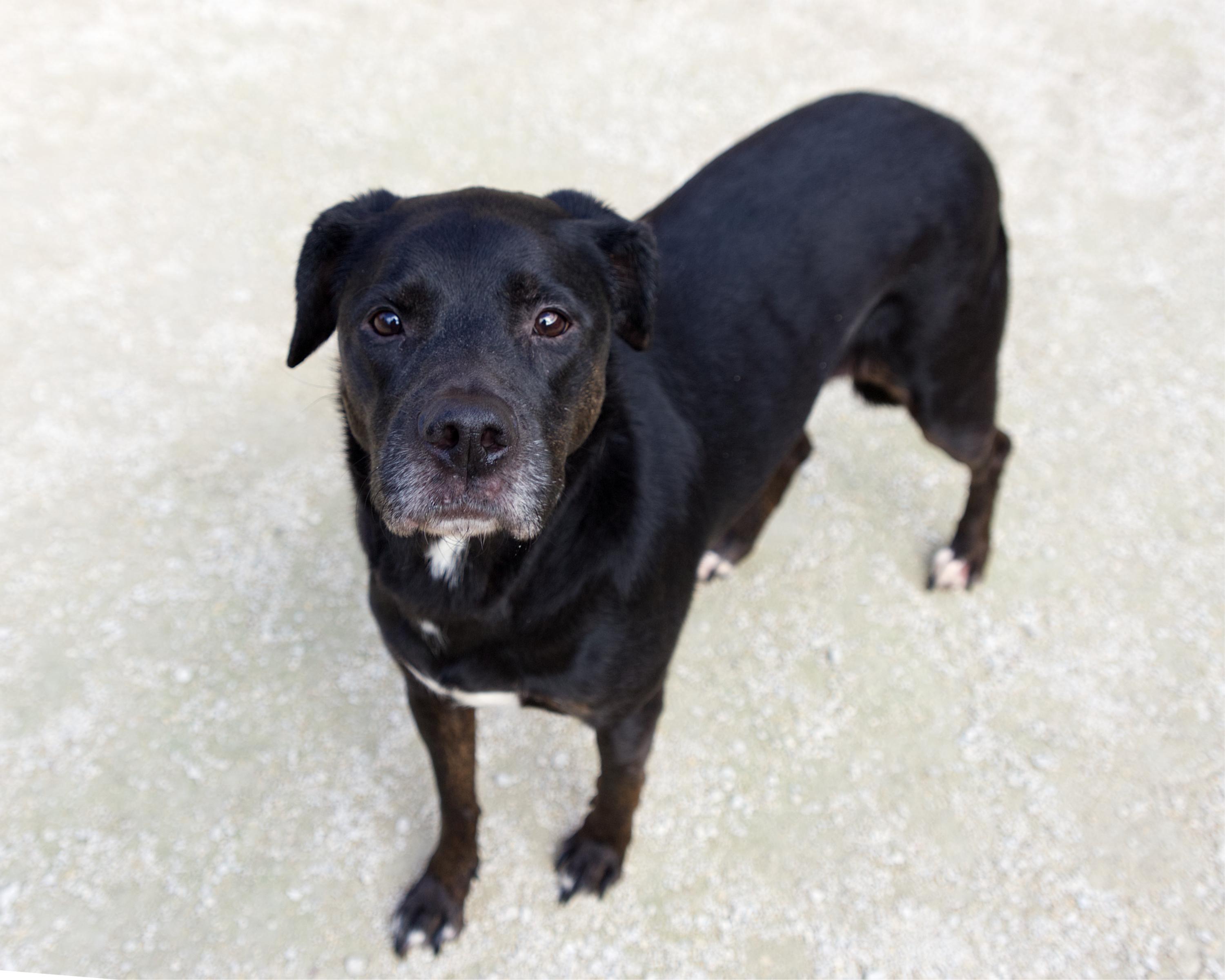 Enlarge Twix, a Adoptable mixed breed in Winnipeg, MB image 4/4